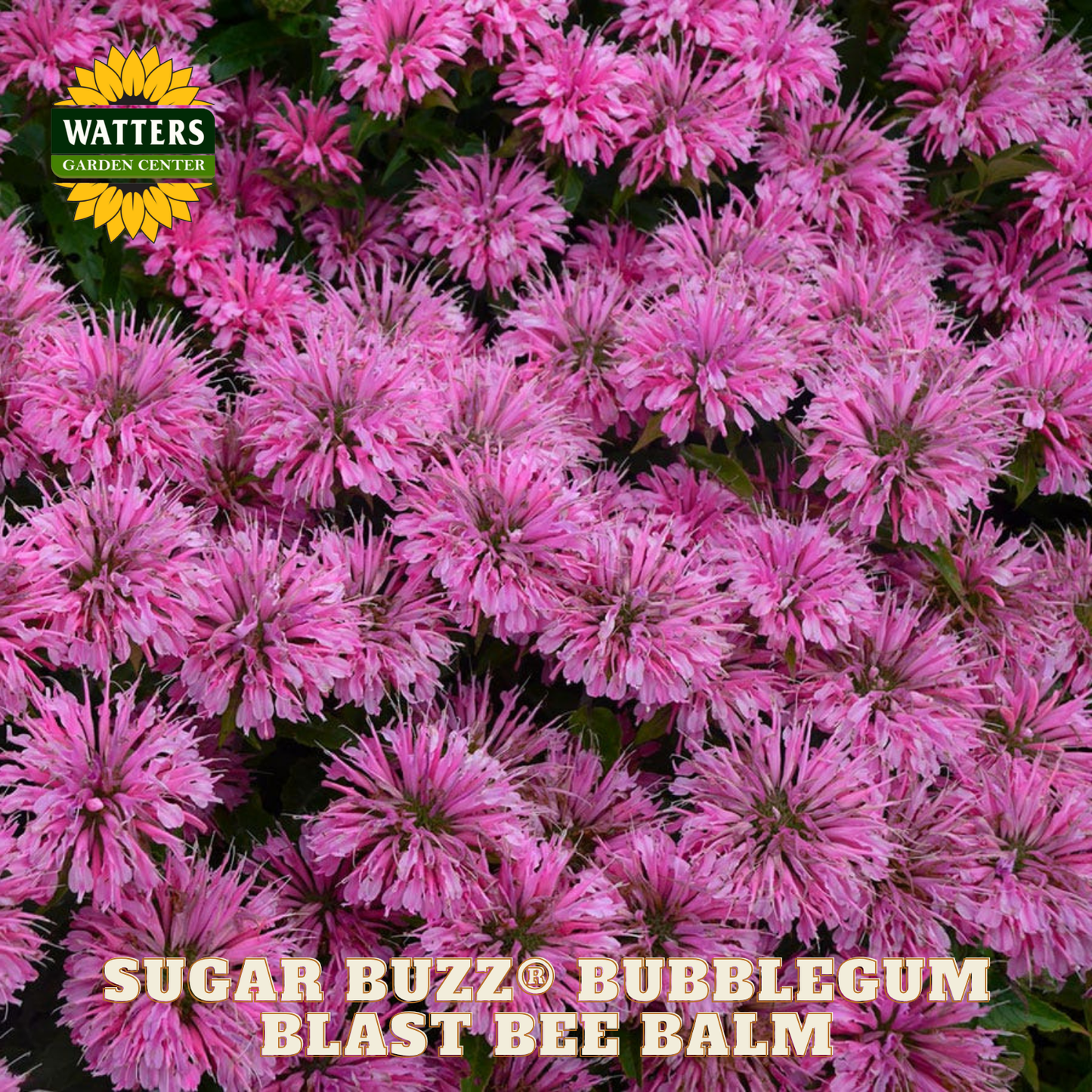 Sugar Buzz® Bubblegum Blast Bee Balm (Monarda 'Sugar Buzz Bubblegum Blast') - 1 gallon
