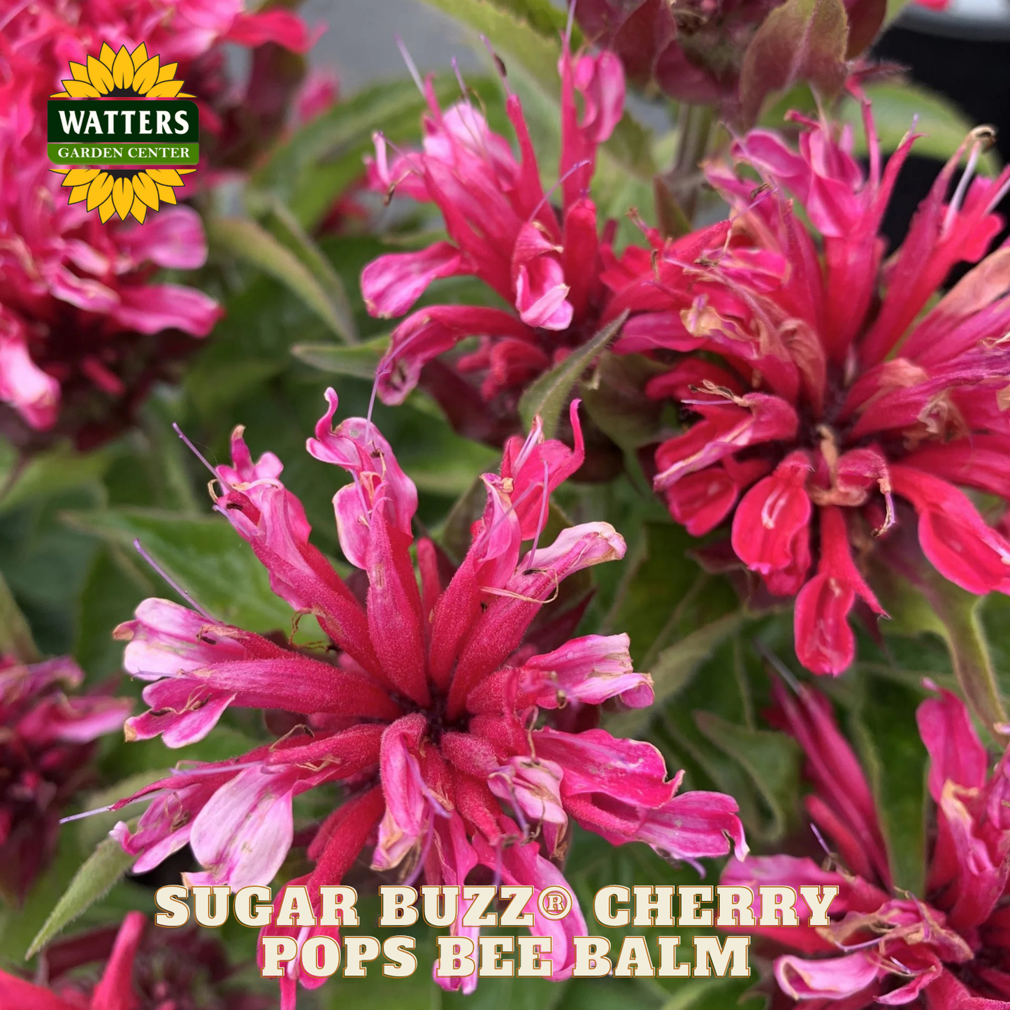 Sugar Buzz® Cherry Pops Bee Balm (Monarda 'Sugar Buzz Cherry Pops') - 1 gallon
