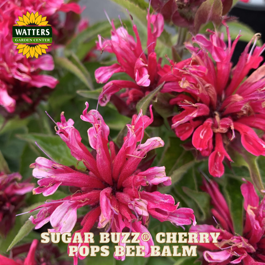 Sugar Buzz® Cherry Pops Bee Balm (Monarda 'Sugar Buzz Cherry Pops') - 1 gallon