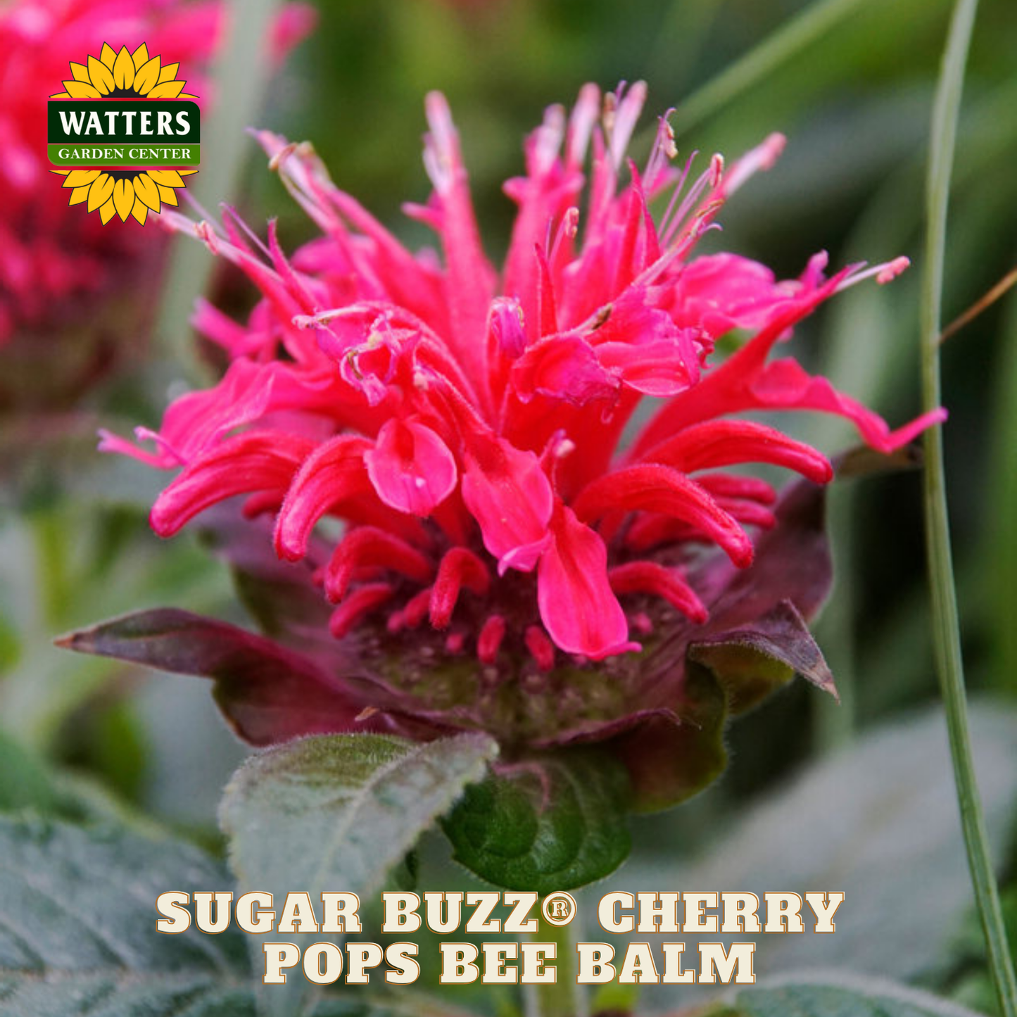 Sugar Buzz® Cherry Pops Bee Balm (Monarda 'Sugar Buzz Cherry Pops') - 1 gallon