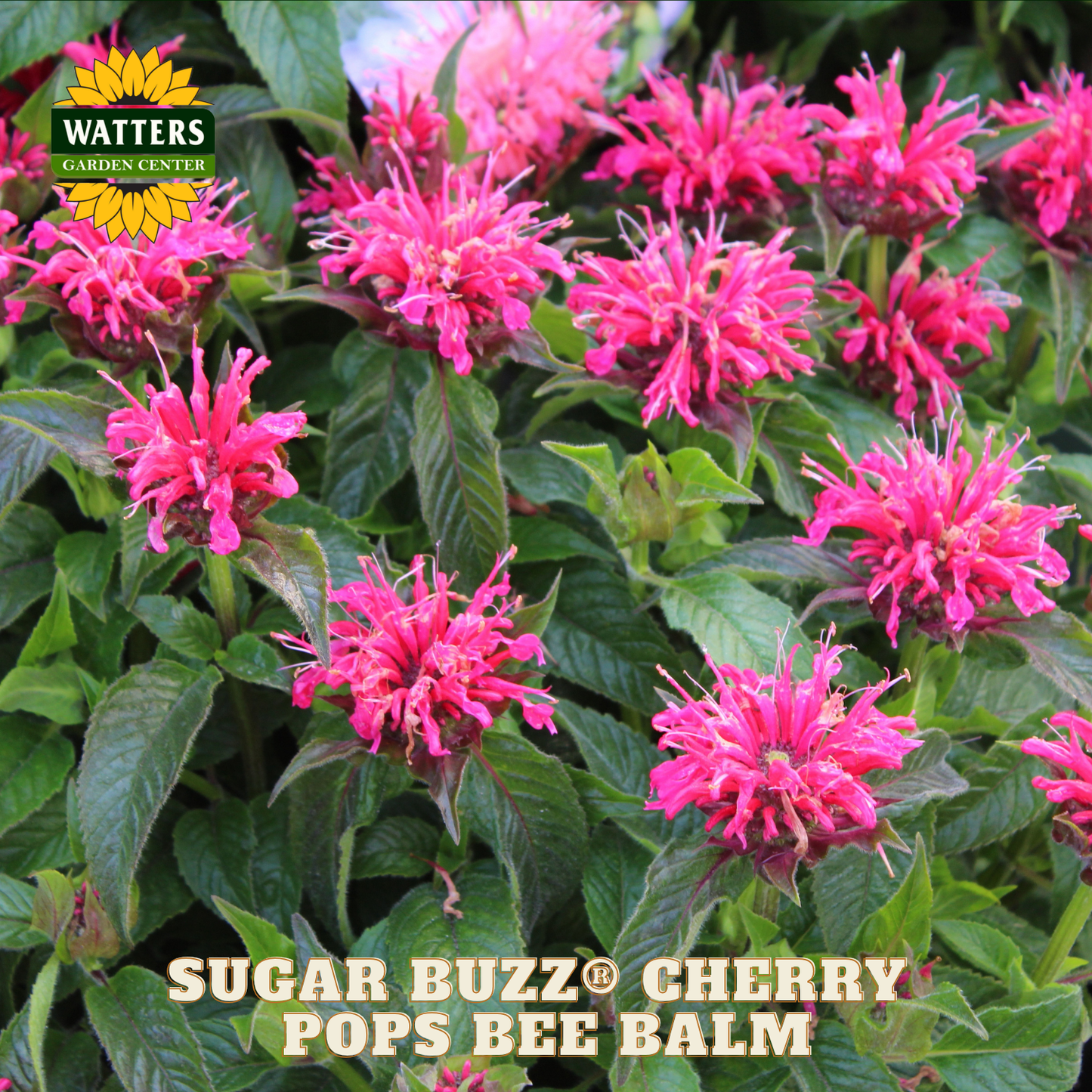 Sugar Buzz® Cherry Pops Bee Balm (Monarda 'Sugar Buzz Cherry Pops') - 1 gallon