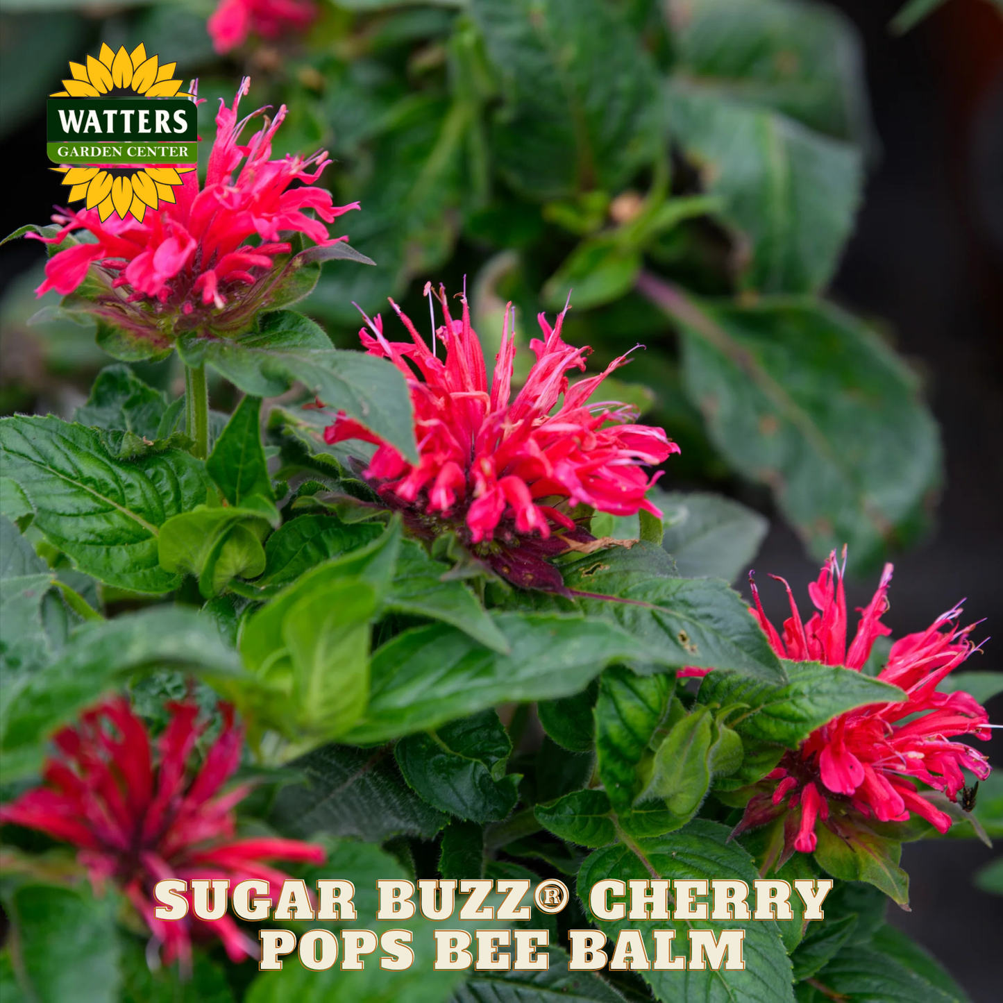 Sugar Buzz® Cherry Pops Bee Balm (Monarda 'Sugar Buzz Cherry Pops') - 1 gallon