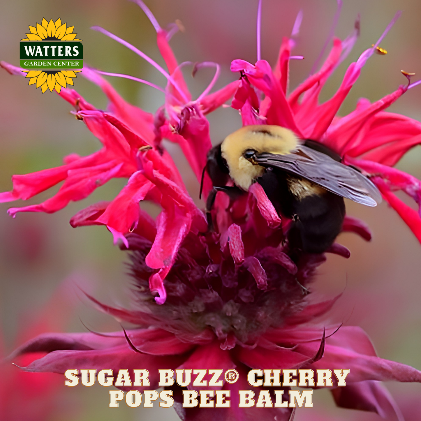 Sugar Buzz® Cherry Pops Bee Balm (Monarda 'Sugar Buzz Cherry Pops') - 1 gallon