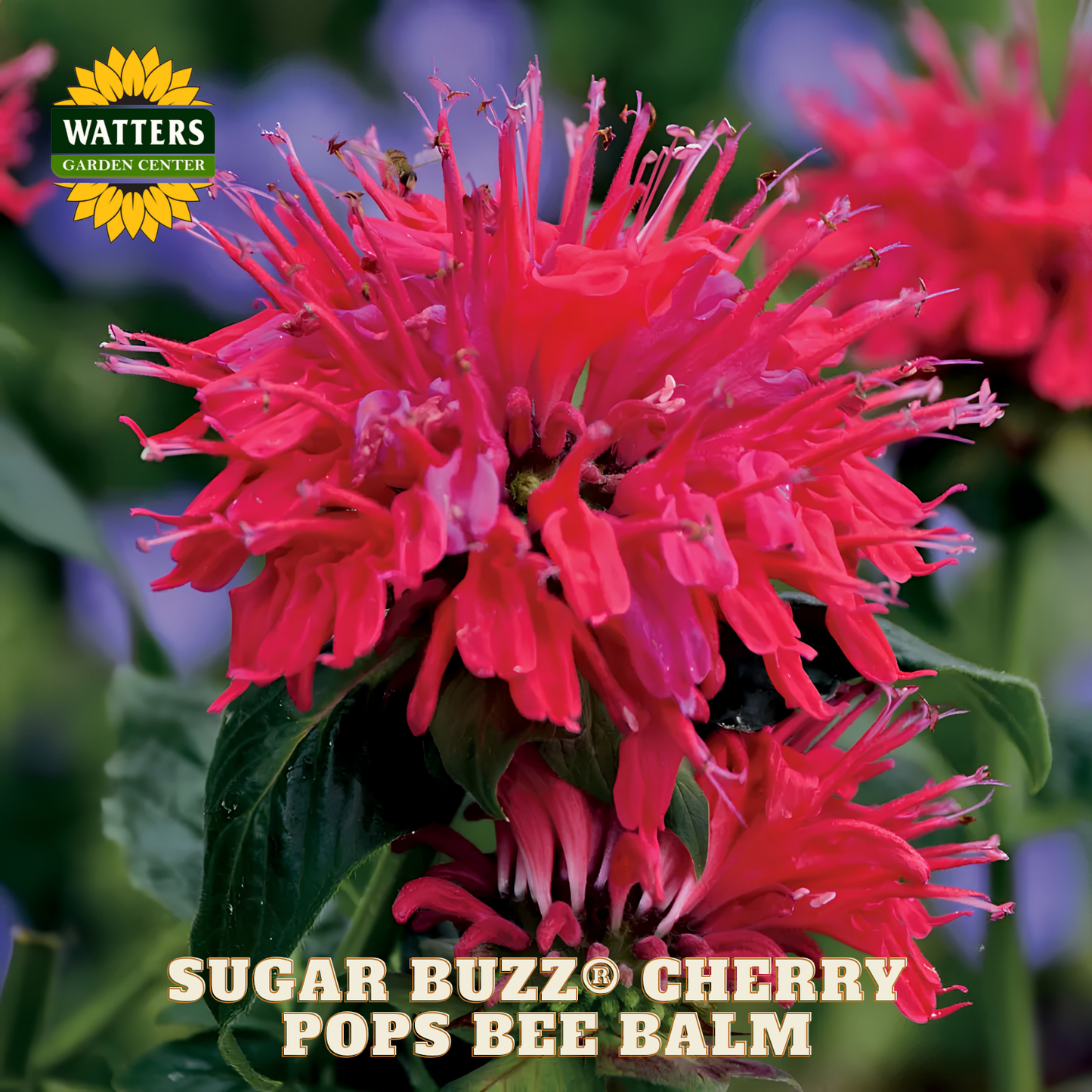 Sugar Buzz® Cherry Pops Bee Balm (Monarda 'Sugar Buzz Cherry Pops') - 1 gallon