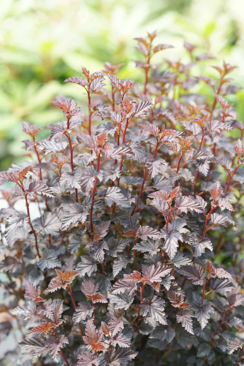 SUMMER WINE NINEBARK 2gal