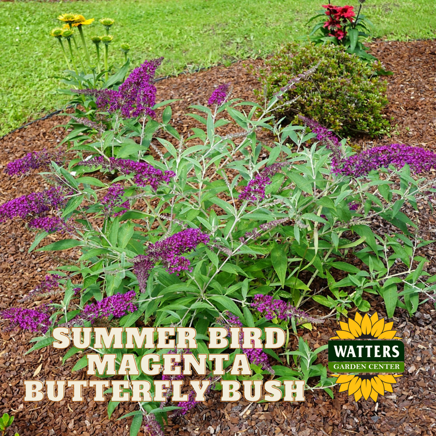 SUMMER BIRD MAGENTA BUTTERFLY BUSH 1gal