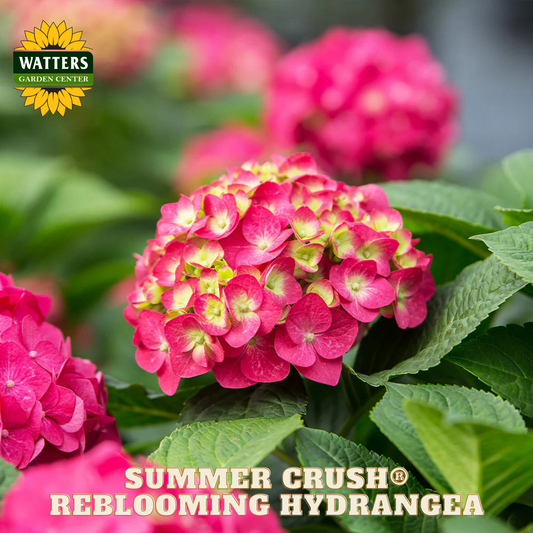 Pink hydrangea flowers with Watters Garden Center logo and 'Summer Crush Reblooming Hydrangea' text.