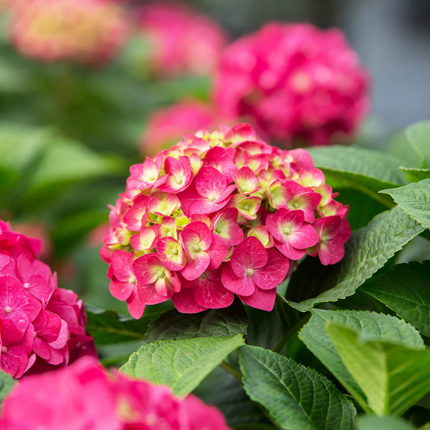Close-up of a pink hydrangea flower cluster with green leaves in a garden setting.