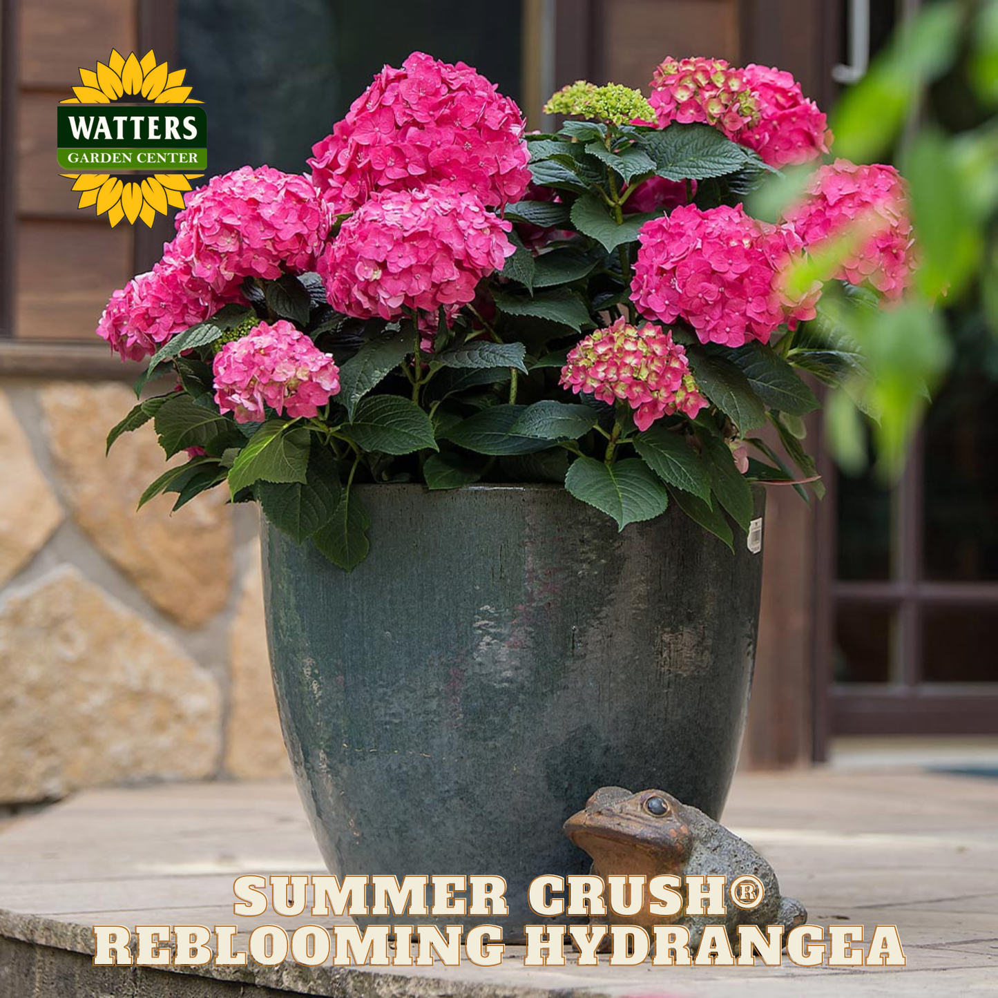 Potted pink hydrangea plant with 'Watters Garden Center' branding and 'Summer Crush' label.