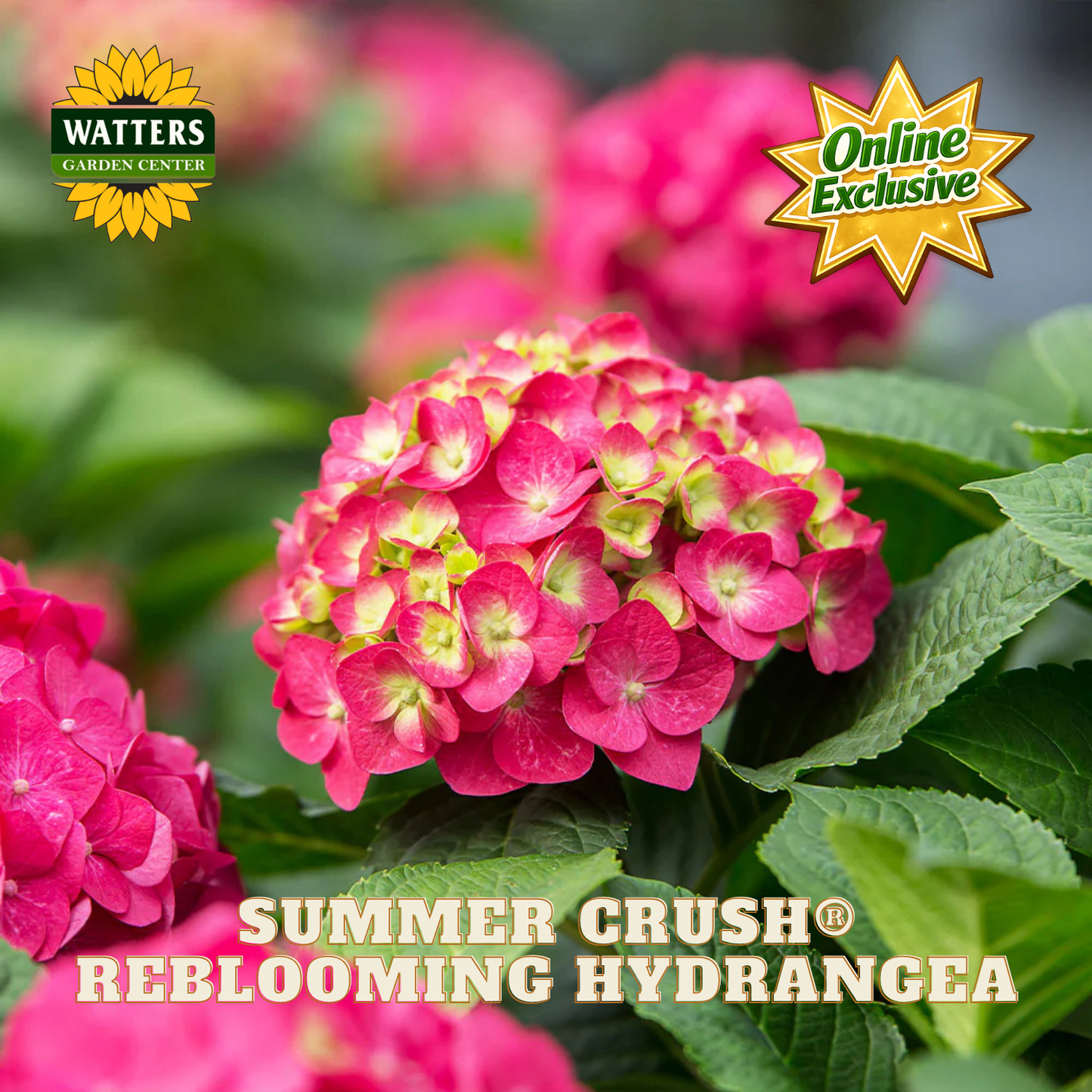 A close-up of a pink hydrangea flower head with green leaves, with the text 'SUMMER CRUSH REBLOOMING HYDRANGEA' at the bottom and 'WATTERS GARDEN CENTER' and 'Online Exclusive' badges in the corners.
