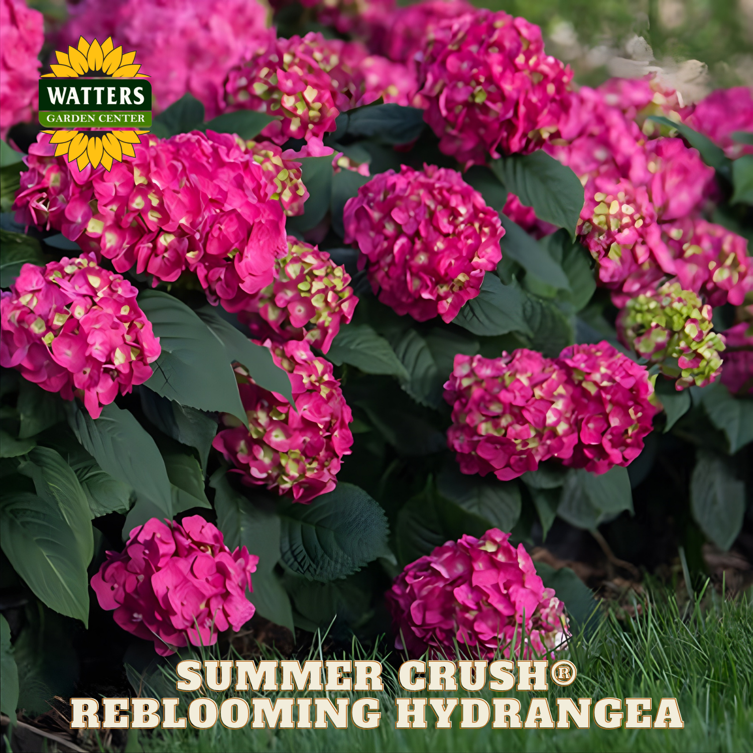 Pink hydrangea flowers with Watters Garden Center branding and 'Summer Crush' label.
