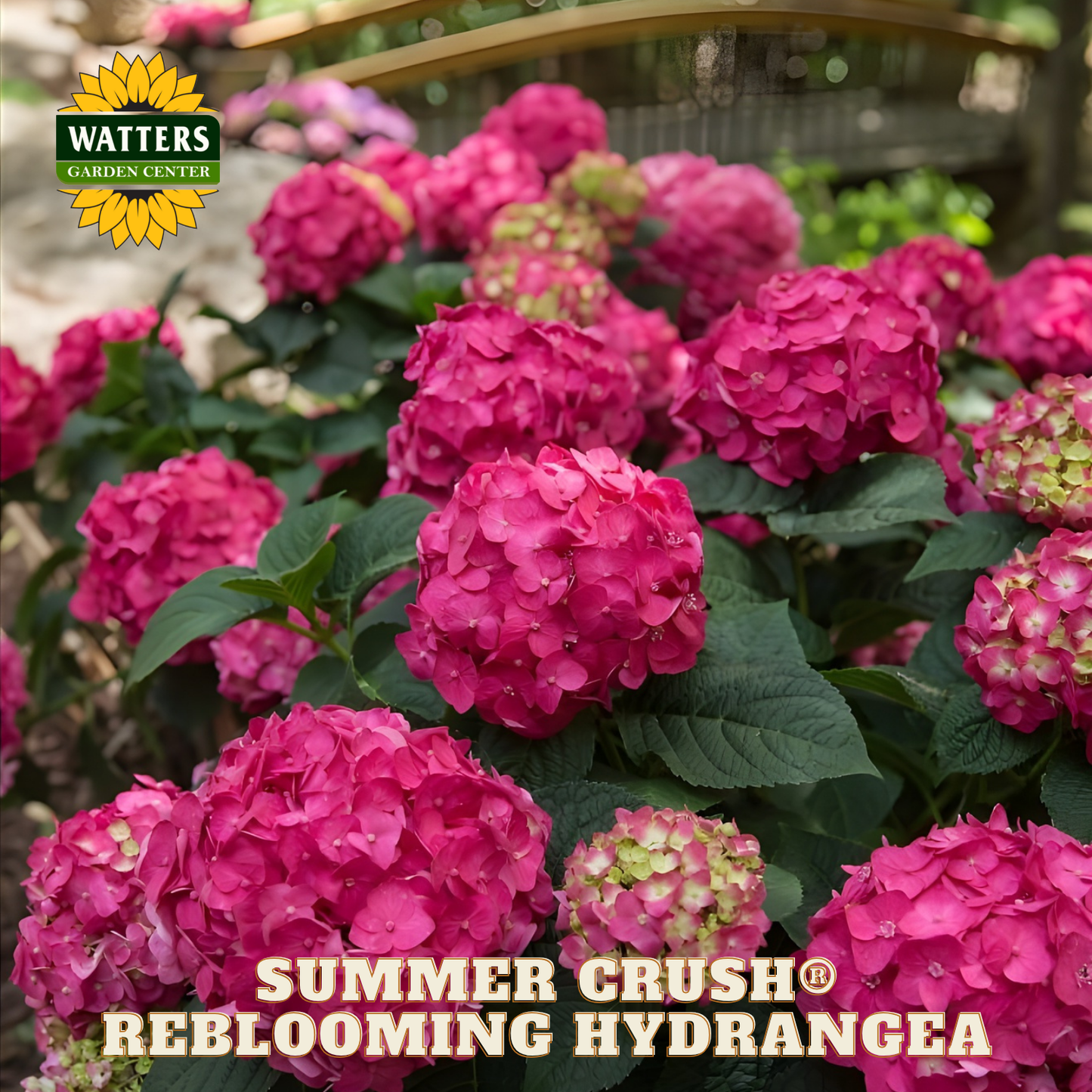 Pink hydrangeas with 'Watters Garden Center' logo and 'Summer Crush Reblooming Hydrangea' text.