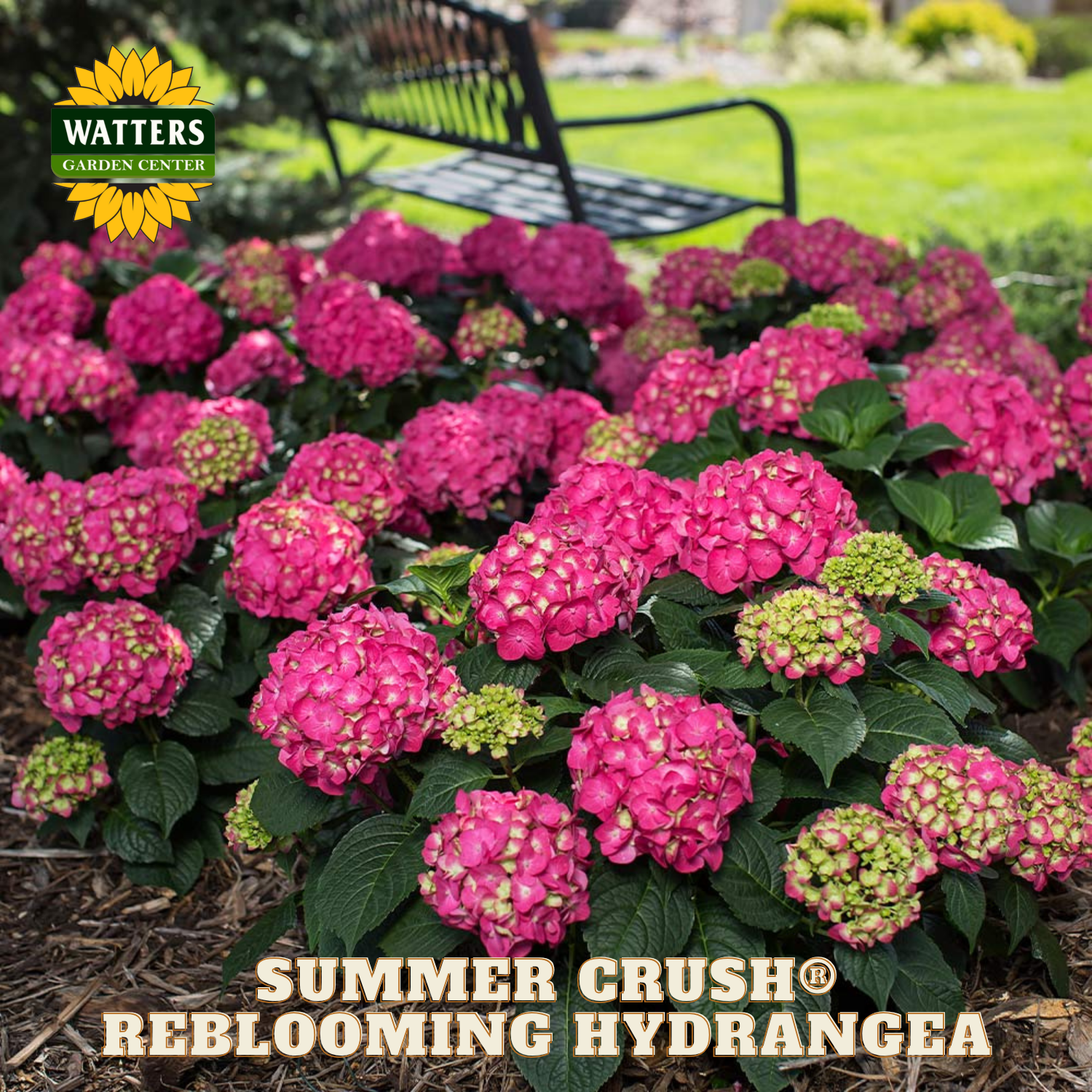 Pink hydrangeas with 'Watters Garden Center' branding and 'Summer Crush Reblooming Hydrangea' text.