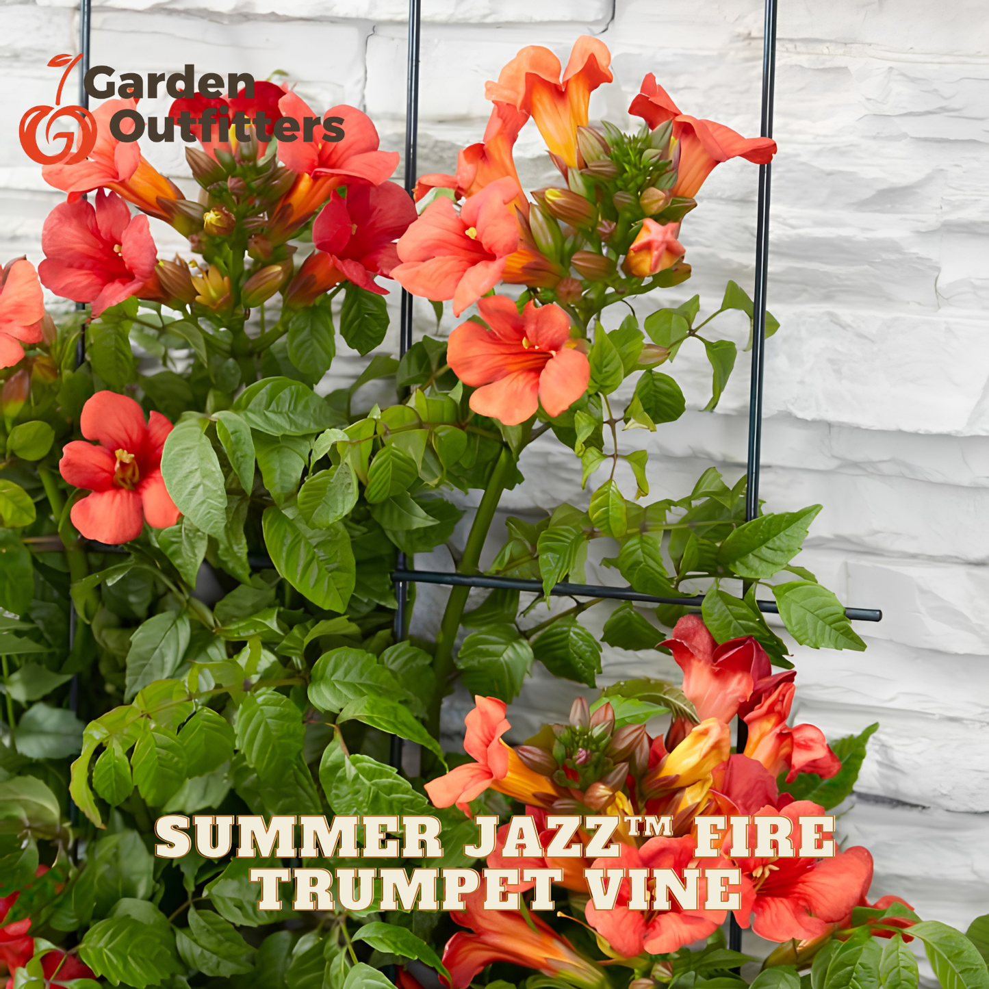 Vibrant trumpet flowers in shades of orange, red, and yellow growing on a black trellis against a white brick wall, with 'Garden Outfitters' logo and 'SUMMER JAZZ TRUMPET VINE' text overlays.