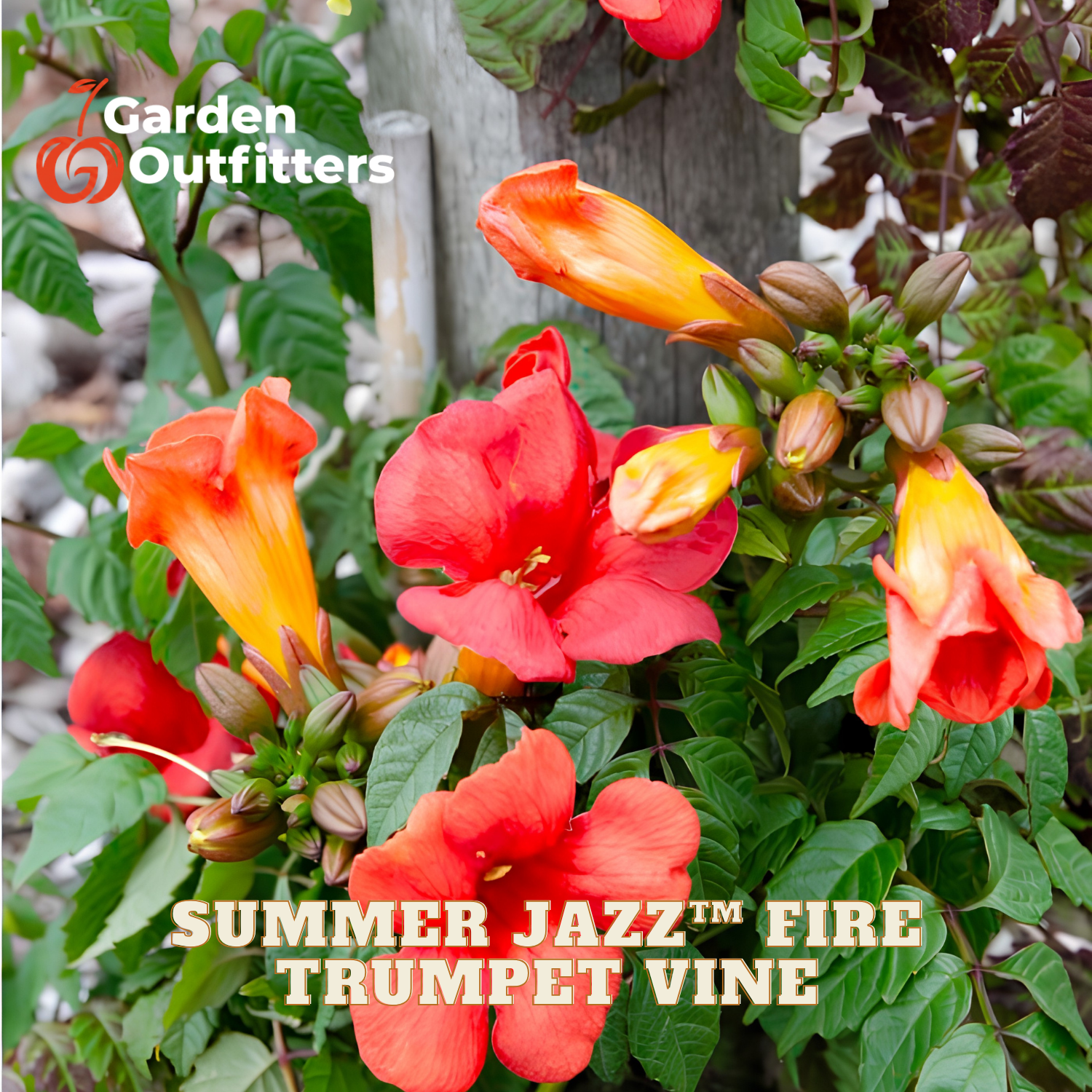 Flowering trumpet vine with bright red-orange blossoms and green leaves, shown in a garden-style close-up with the text 'Garden Outfitters' and 'SUMMER JAZZ TRUMPET VINE' overlaid.