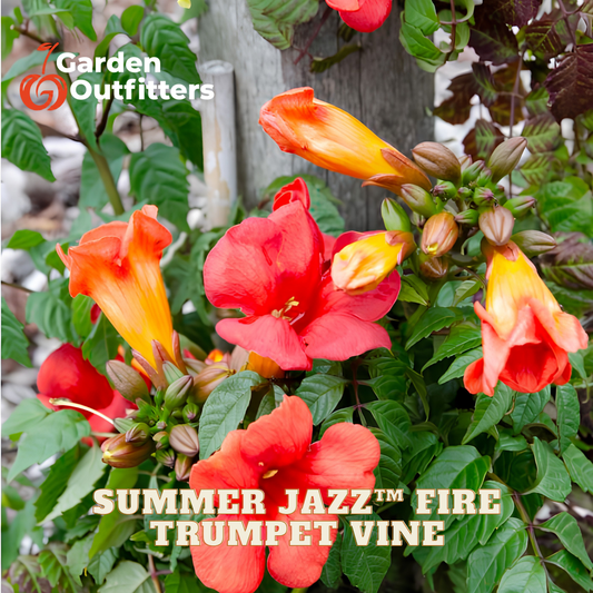 Flowering trumpet vine with bright red-orange blossoms and green leaves, shown in a garden-style close-up with the text 'Garden Outfitters' and 'SUMMER JAZZ TRUMPET VINE' overlaid.