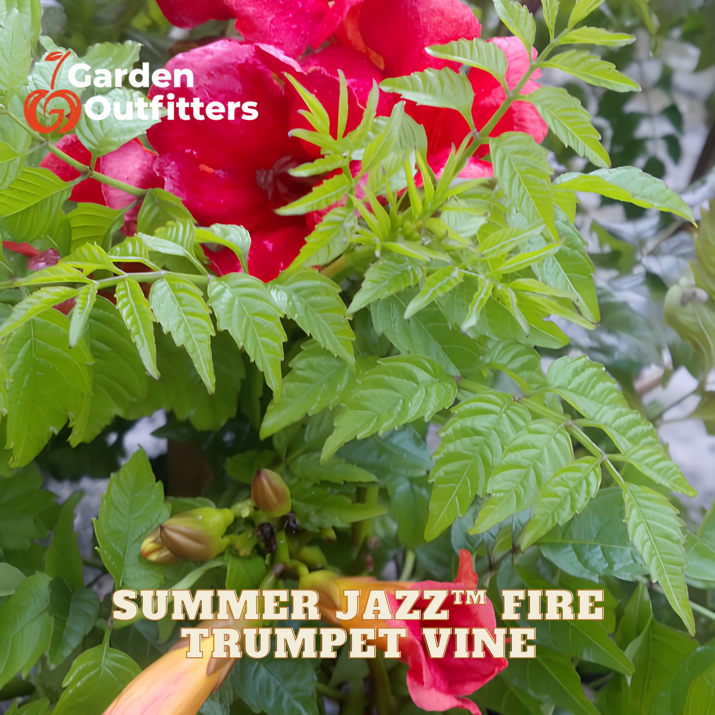 Close-up of a trumpet vine plant with bright red trumpet flowers and green foliage, with Garden Outfitters logo and 'SUMMER JAZZ™ FIRE TRUMPET VINE' text overlays.