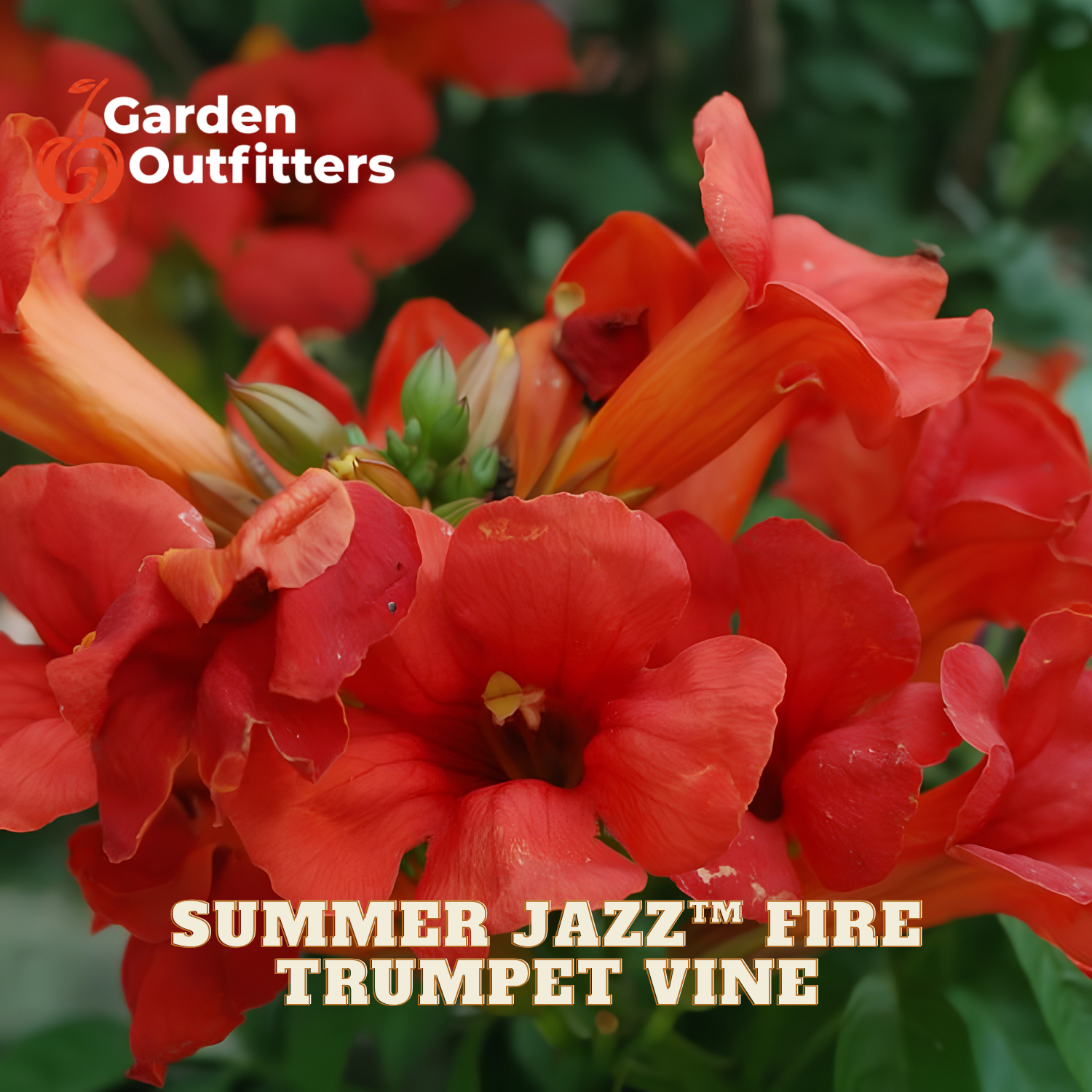 Close-up of bright red-orange trumpet flowers blooming in a garden setting, with green foliage in the background. Text overlays read 'Garden Outfitters' and 'SUMMER JAZZ™ FIRE TRUMPET VINE'.