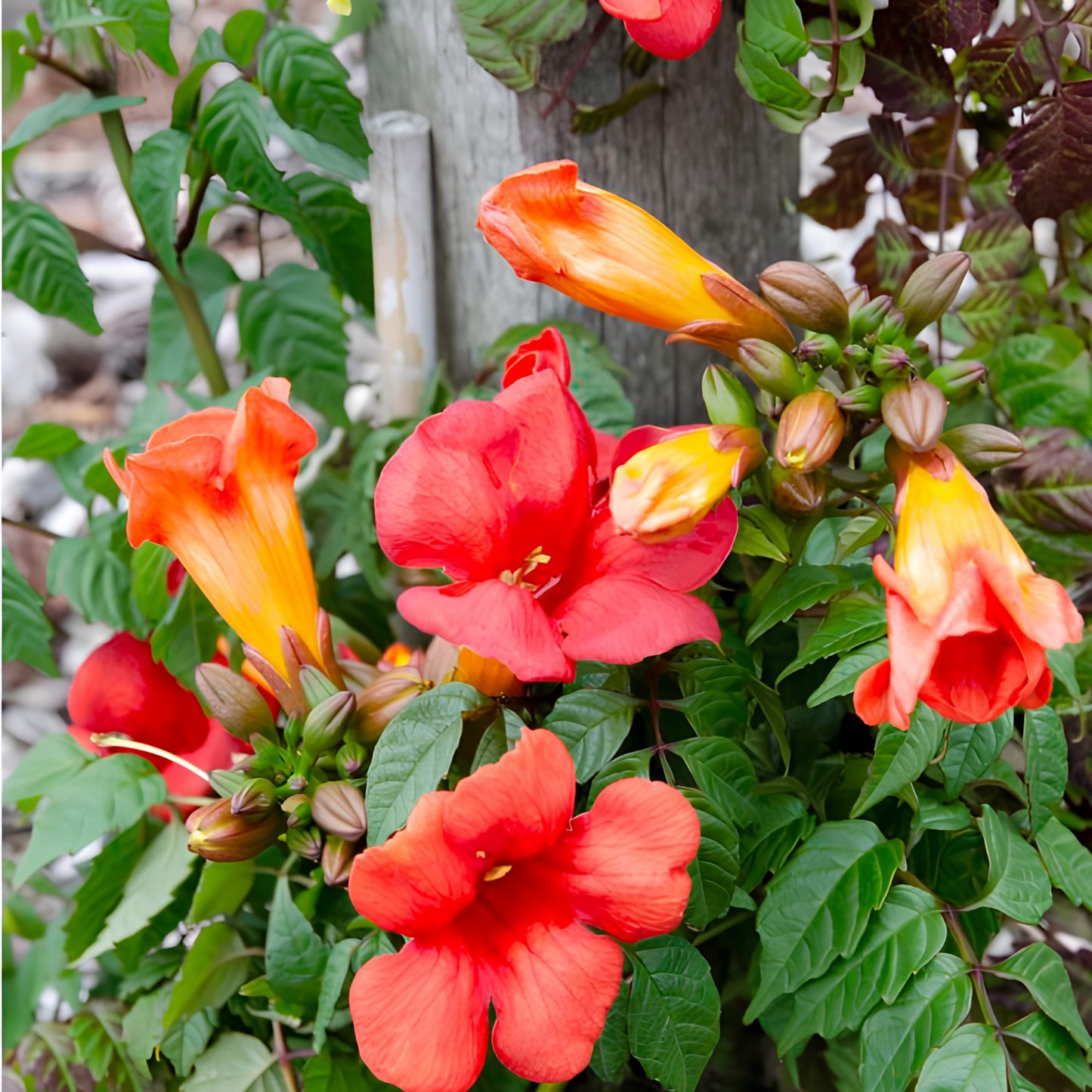 Vibrant red and orange trumpet flowers blooming on a leafy green plant, with several orange-yellow buds and a weathered wooden stake visible in the background.