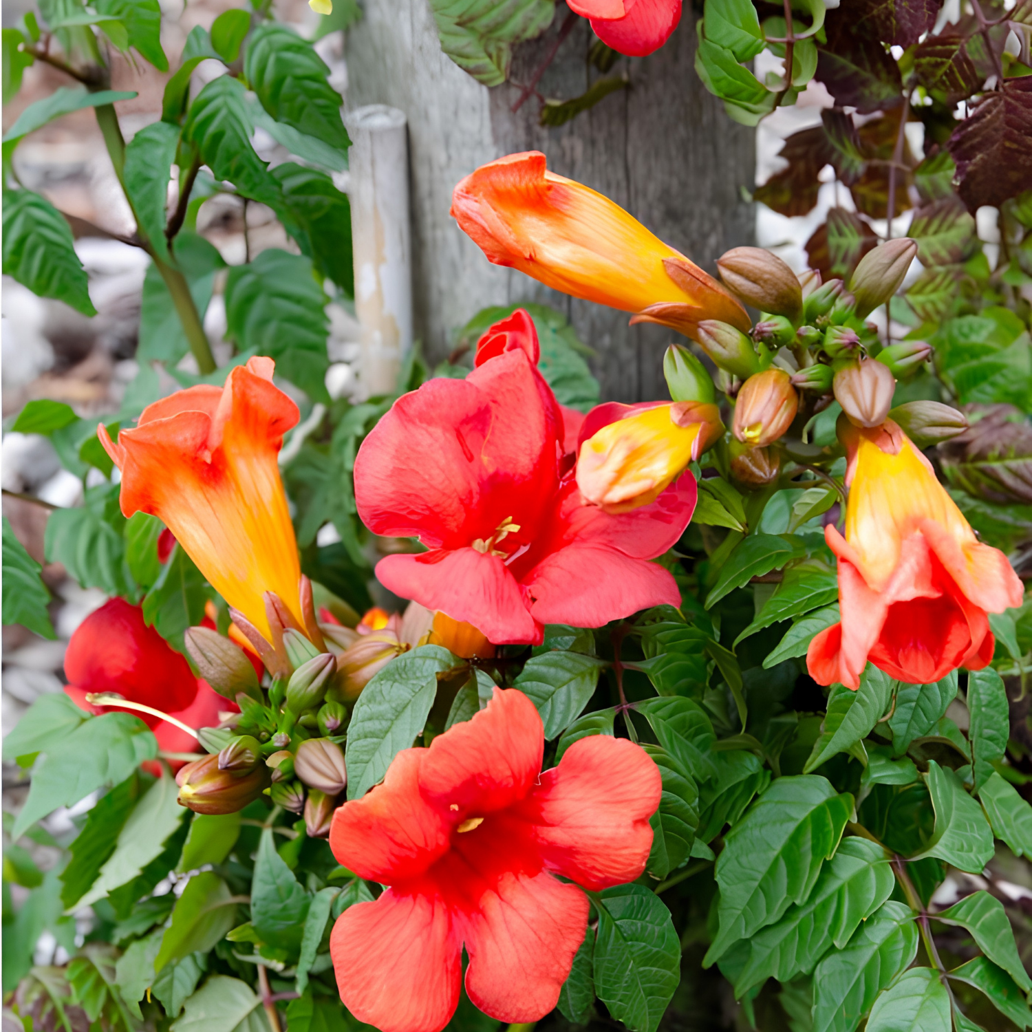 Vibrant red and orange trumpet flowers blooming on a leafy green plant, with several orange-yellow buds and a weathered wooden stake visible in the background.