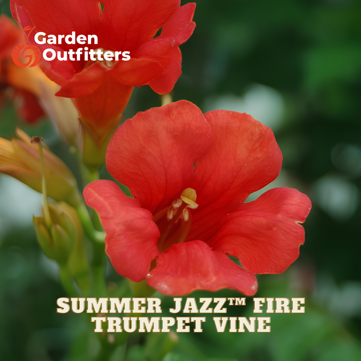 Close-up of a bright red trumpet flower with green foliage in the background, overlaid with the text 'Garden Outfitters' and 'SUMMER JAZZ FIRE TRUMPET VINE'.