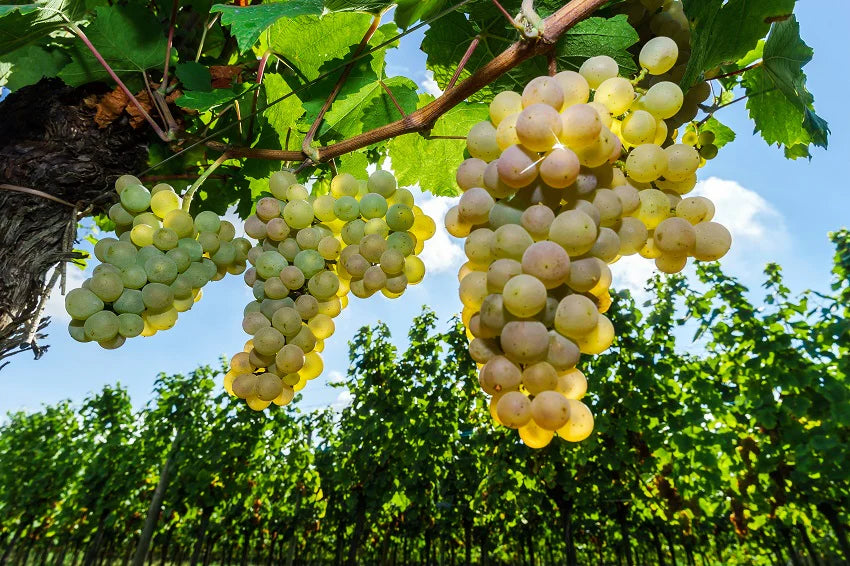 ZESTFUL GOLDEN CHALICE GRAPE 1gal
