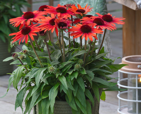 SUNMAGIC VINTAGE ELECTRIC ORANGE ECHINACEA 1gal
