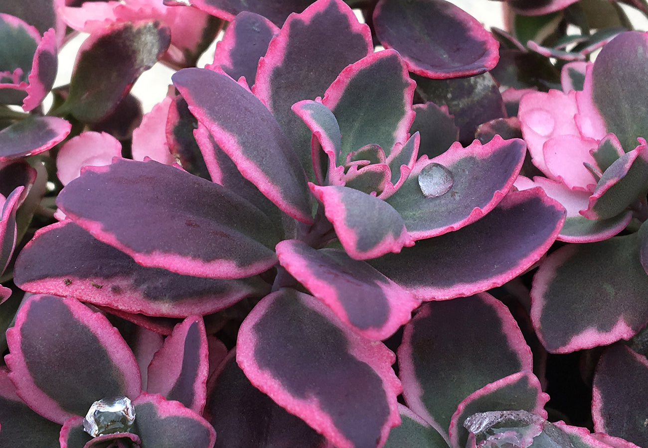 DREAM DAZZLE SEDUM 1gal
