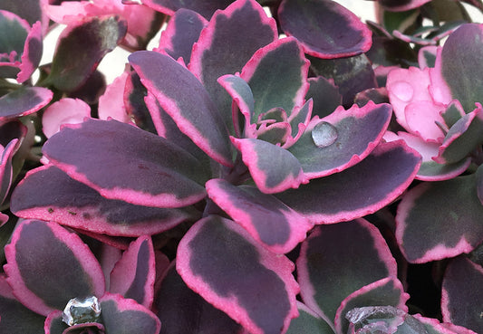 DREAM DAZZLE SEDUM 1gal