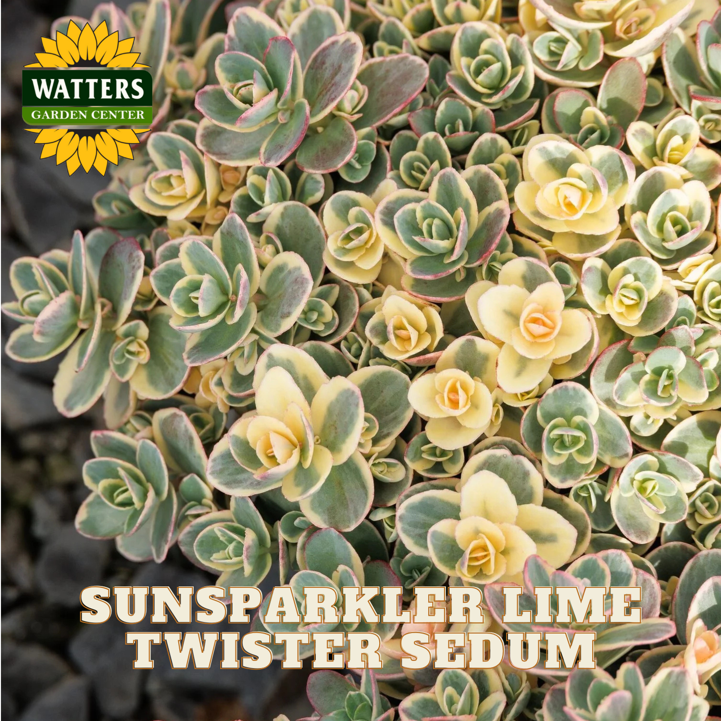 Sunsparkler Lime Twister Sedum with Watters Garden Center logo