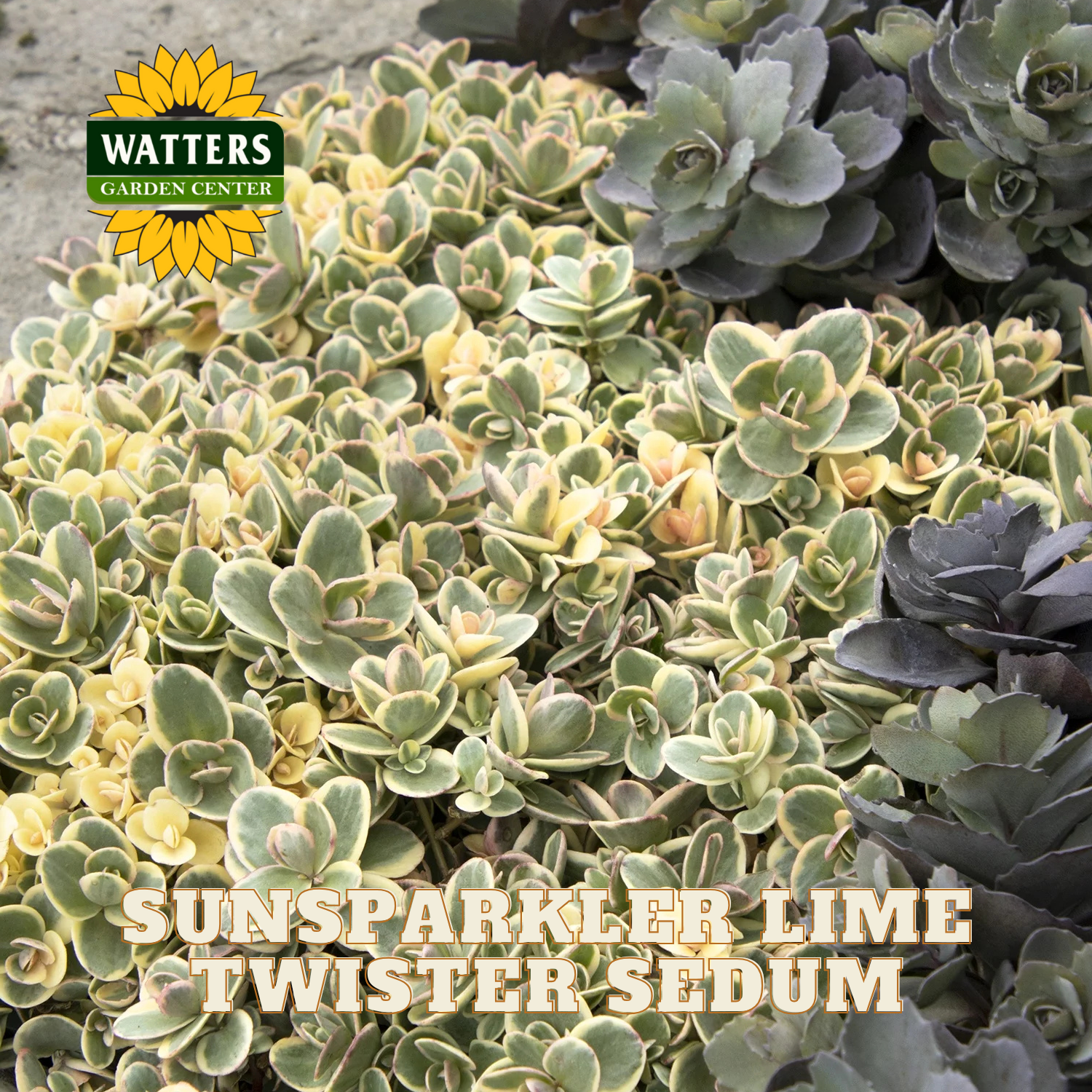 Sunsparkler Lime Twister Sedum with Watters Garden Center logo