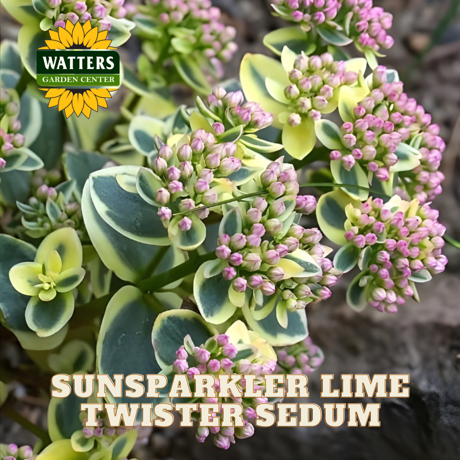 Sunsparkler Lime Twister Sedum plant with pink flowers and green leaves, branded with Watters Garden Center.