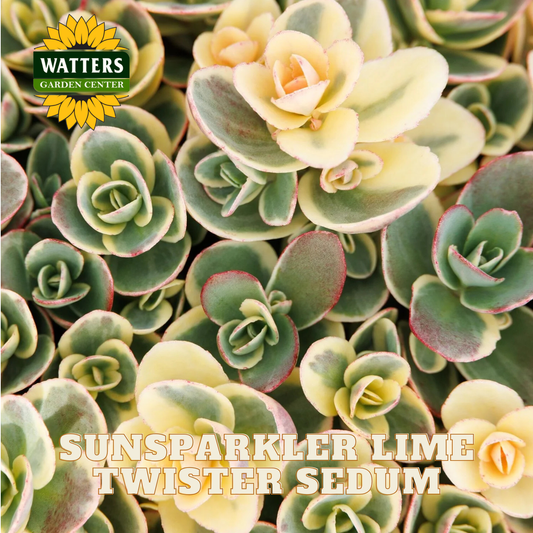 Sunsparkler Lime Twister Sedum with Watters Garden Center logo