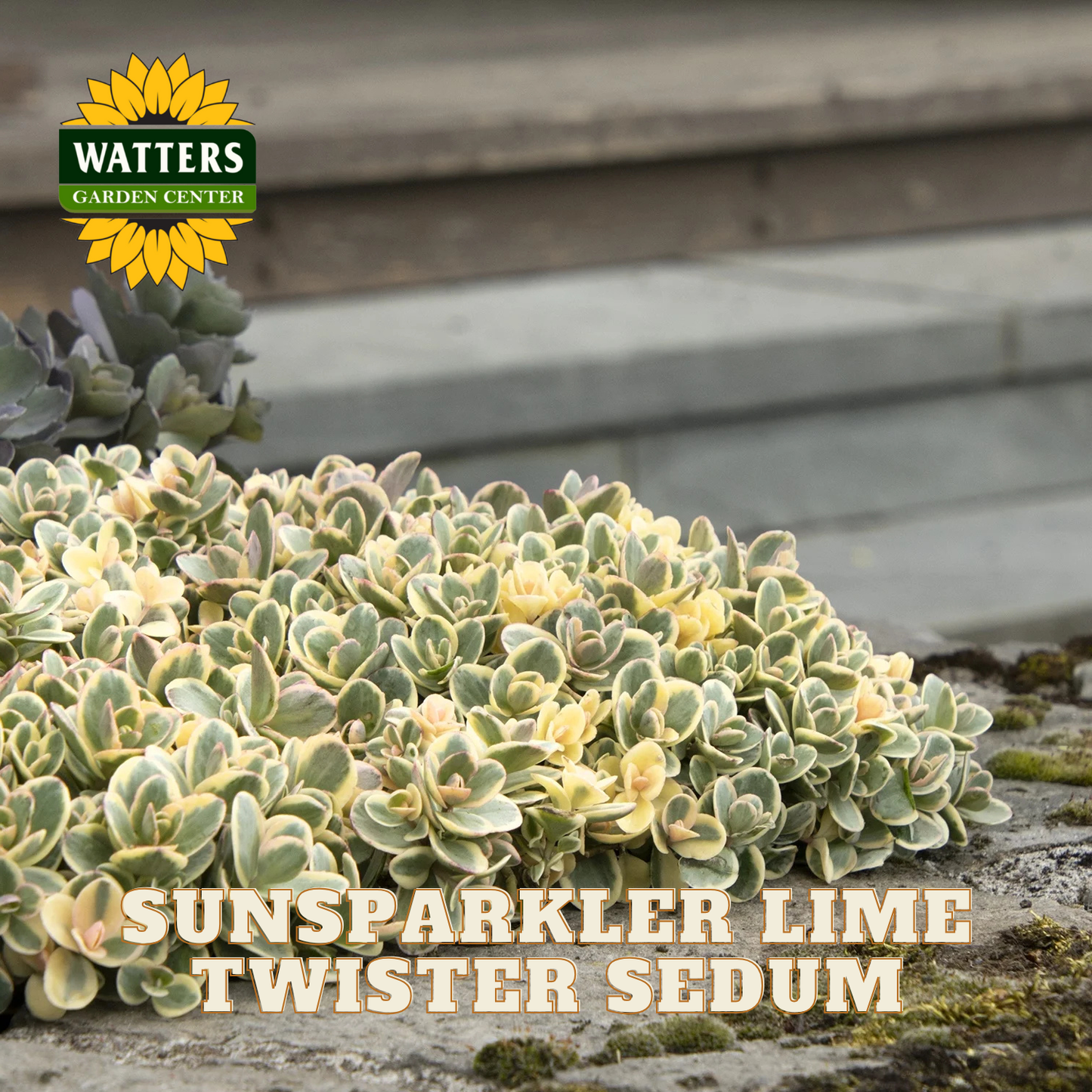 Sunsparkler Lime Twister Sedum plant with Watters Garden Center logo.