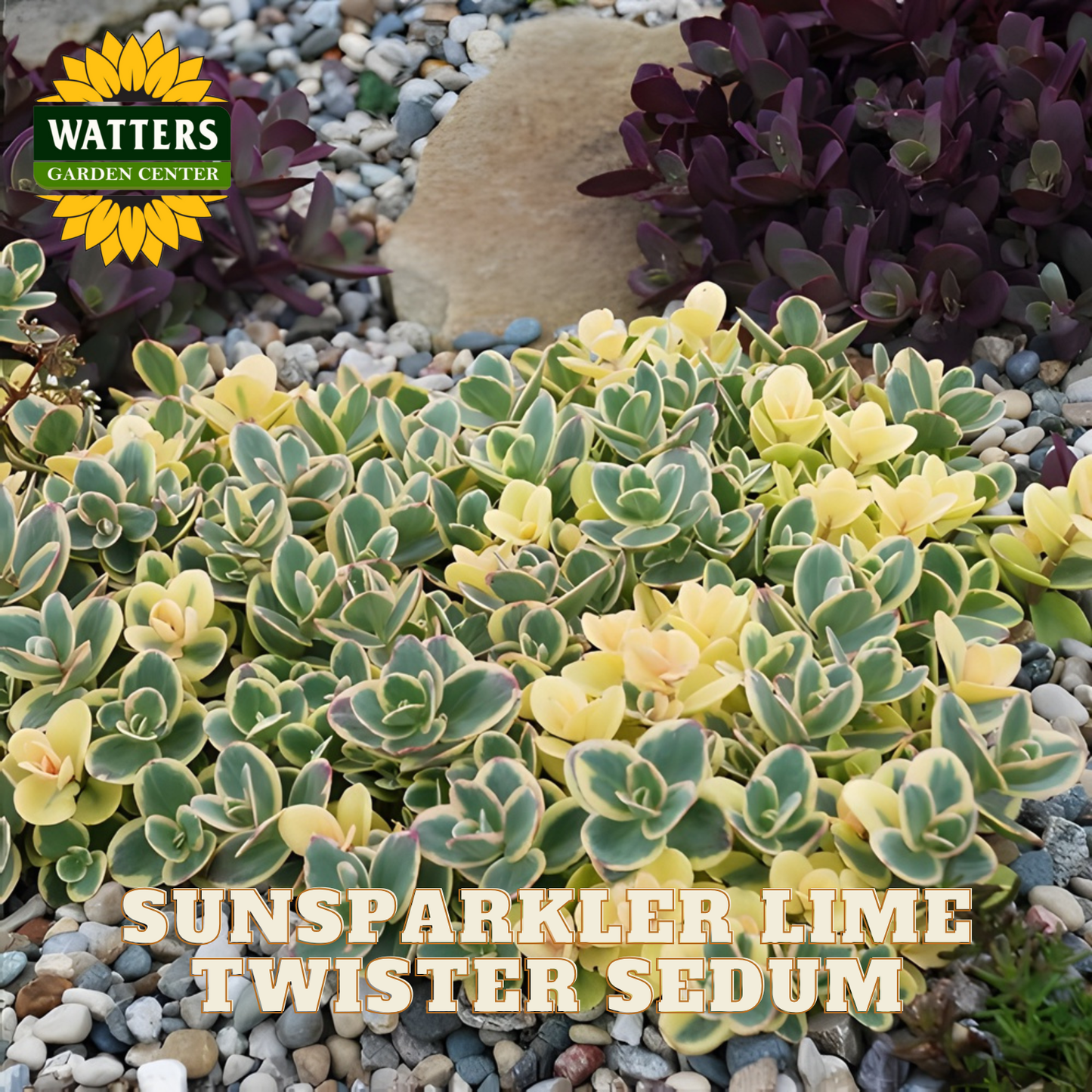 Sunsparkler Lime Twister Sedum plant with Watters Garden Center branding on a pebble background.