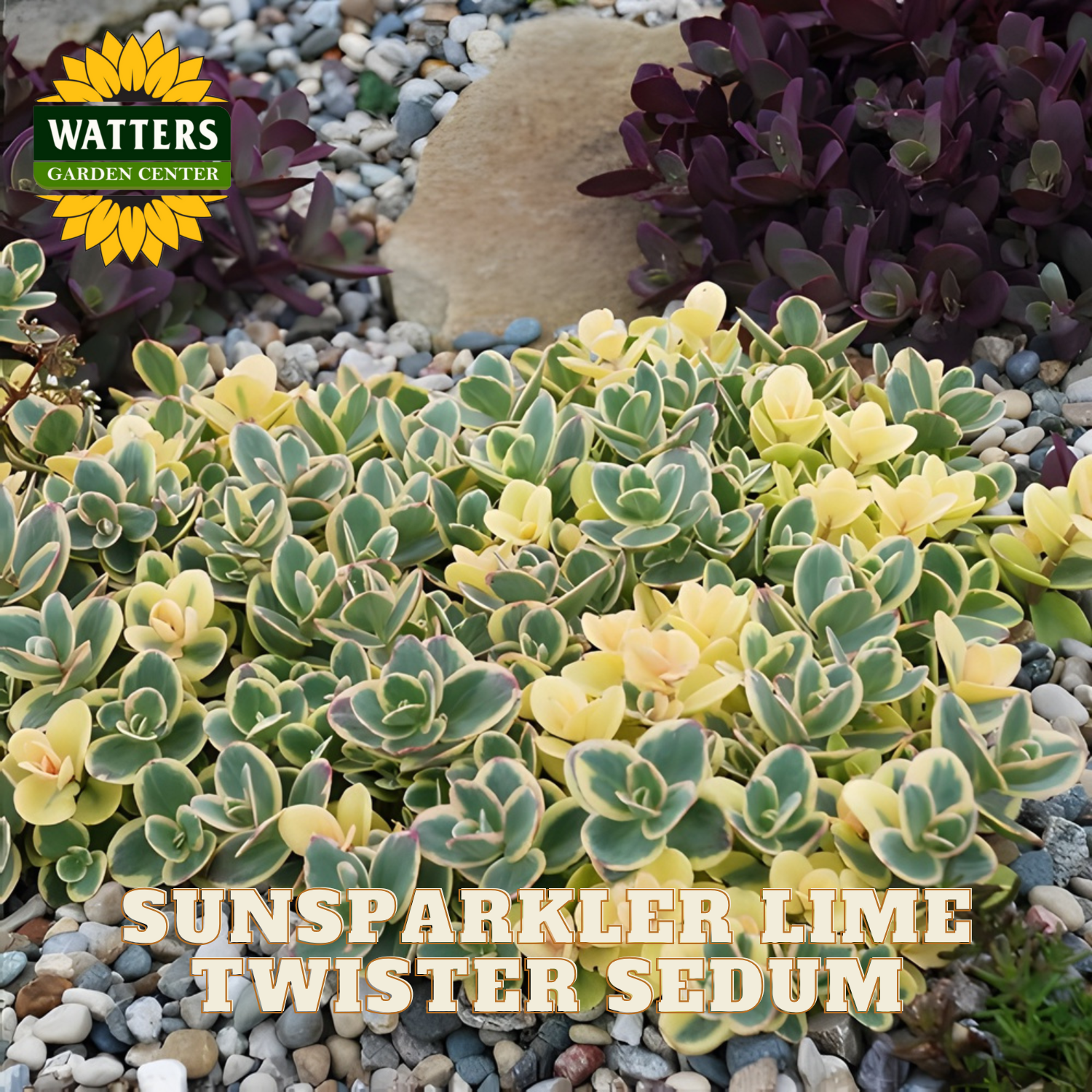 Sunsparkler Lime Twister Sedum plant with Watters Garden Center branding on a pebble background.