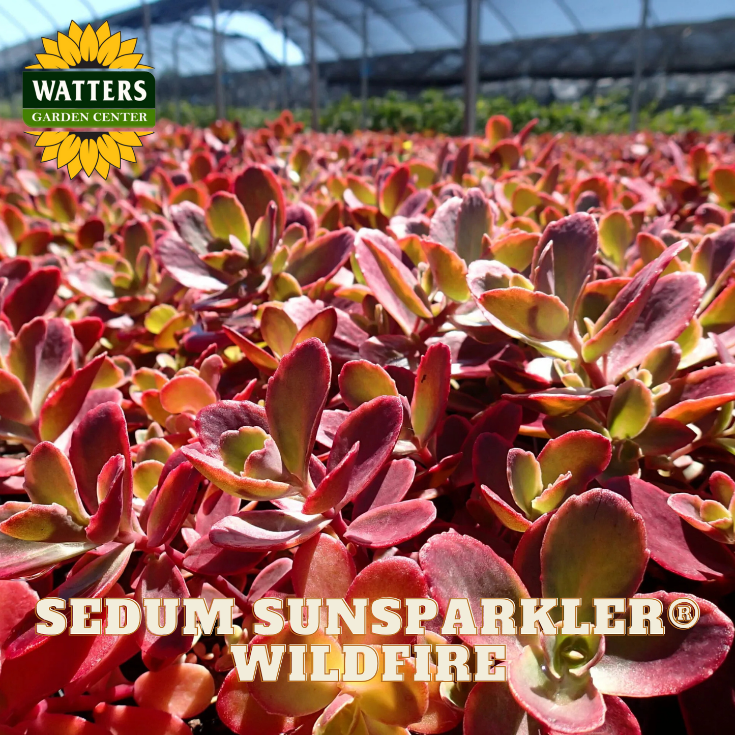Sedum plants labeled 'Sedum Sunsparkler Wildfire' with Watters Garden Center logo.