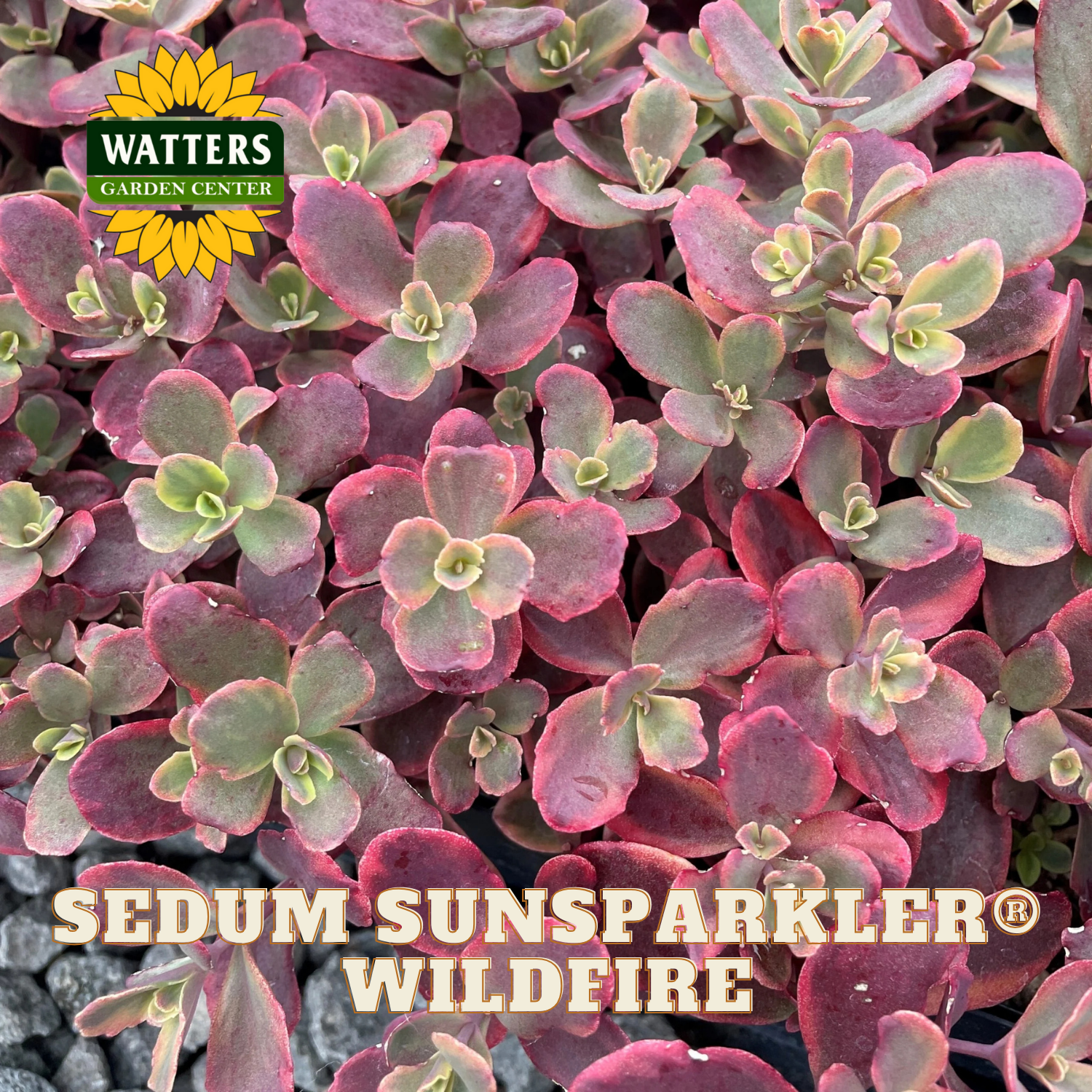Sunsparkler Sedum - Thumbnail 3
