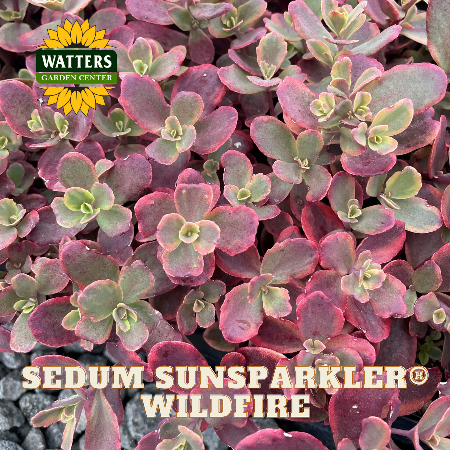 Close-up of Sedum Sunsparkler Wildfire plants with Watters Garden Center logo.