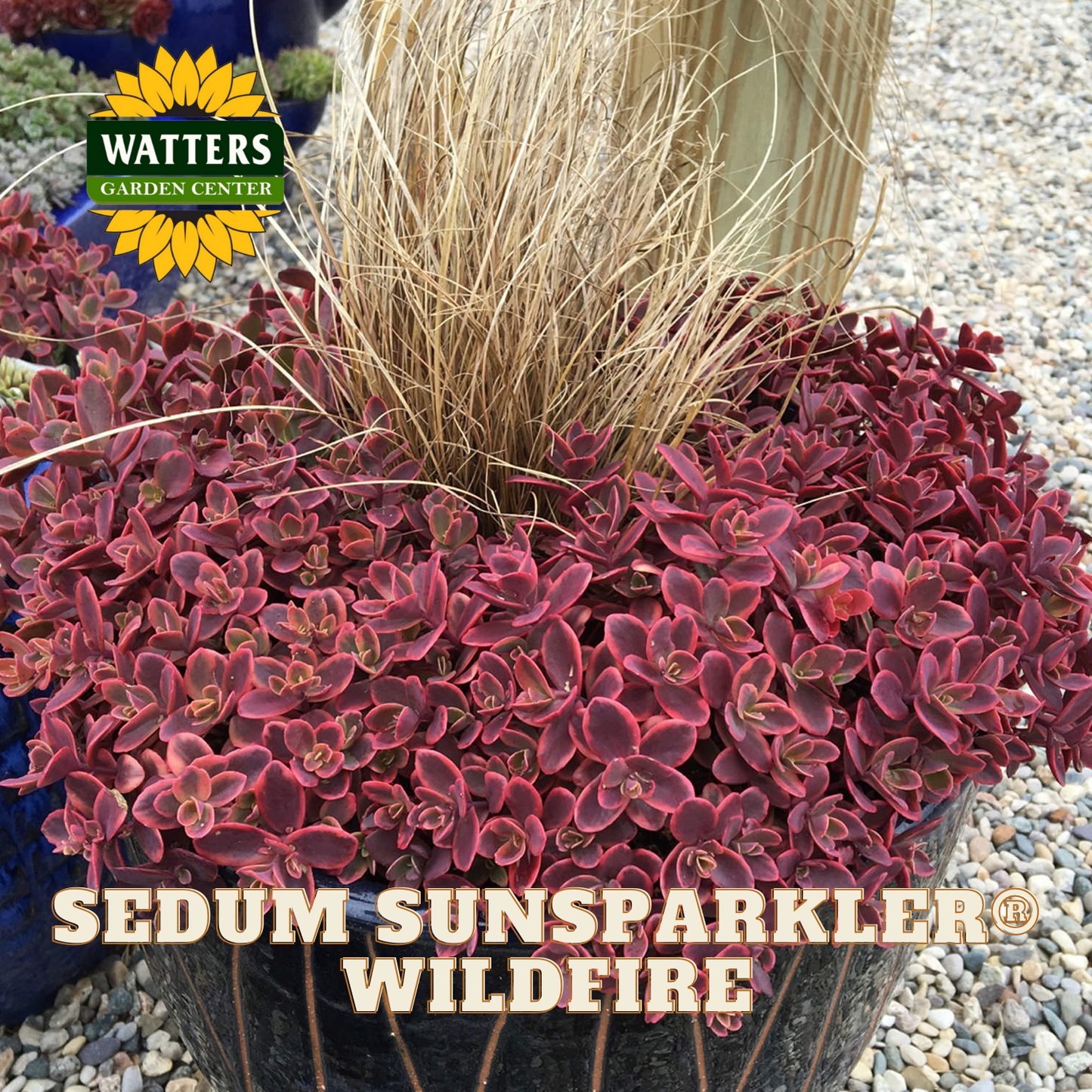 Potted Sedum Sunsparkler Wildfire plant with Watters Garden Center logo.