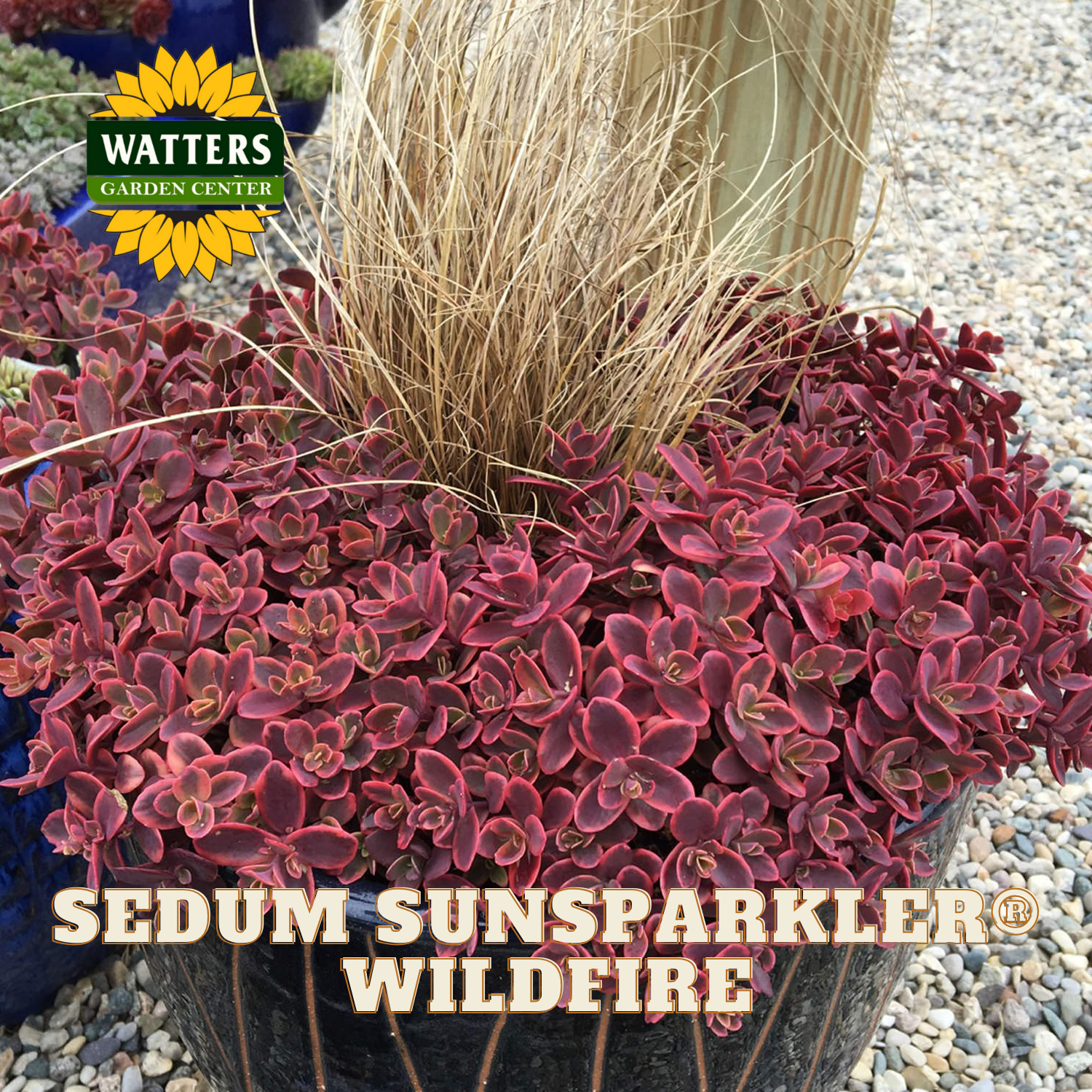 Potted Sedum Sunsparkler Wildfire plant with Watters Garden Center logo.