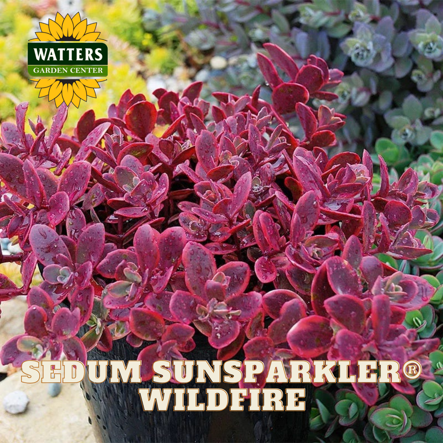 SUNSPARKLER WILDFIRE SEDUM 1gal – Watters Garden Center
