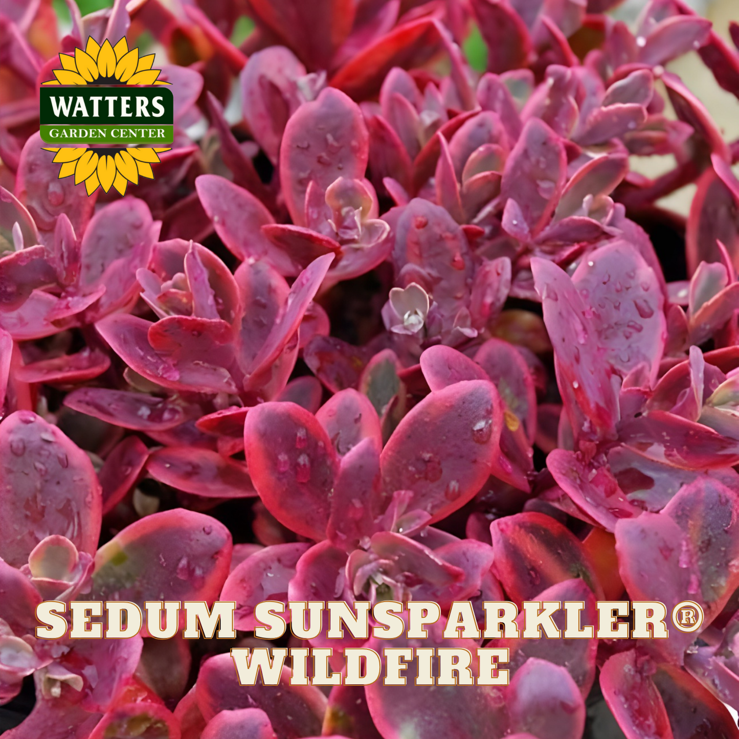 Close-up of Sedum Sunsparkler Wildfire plants with Watters Garden Center logo.