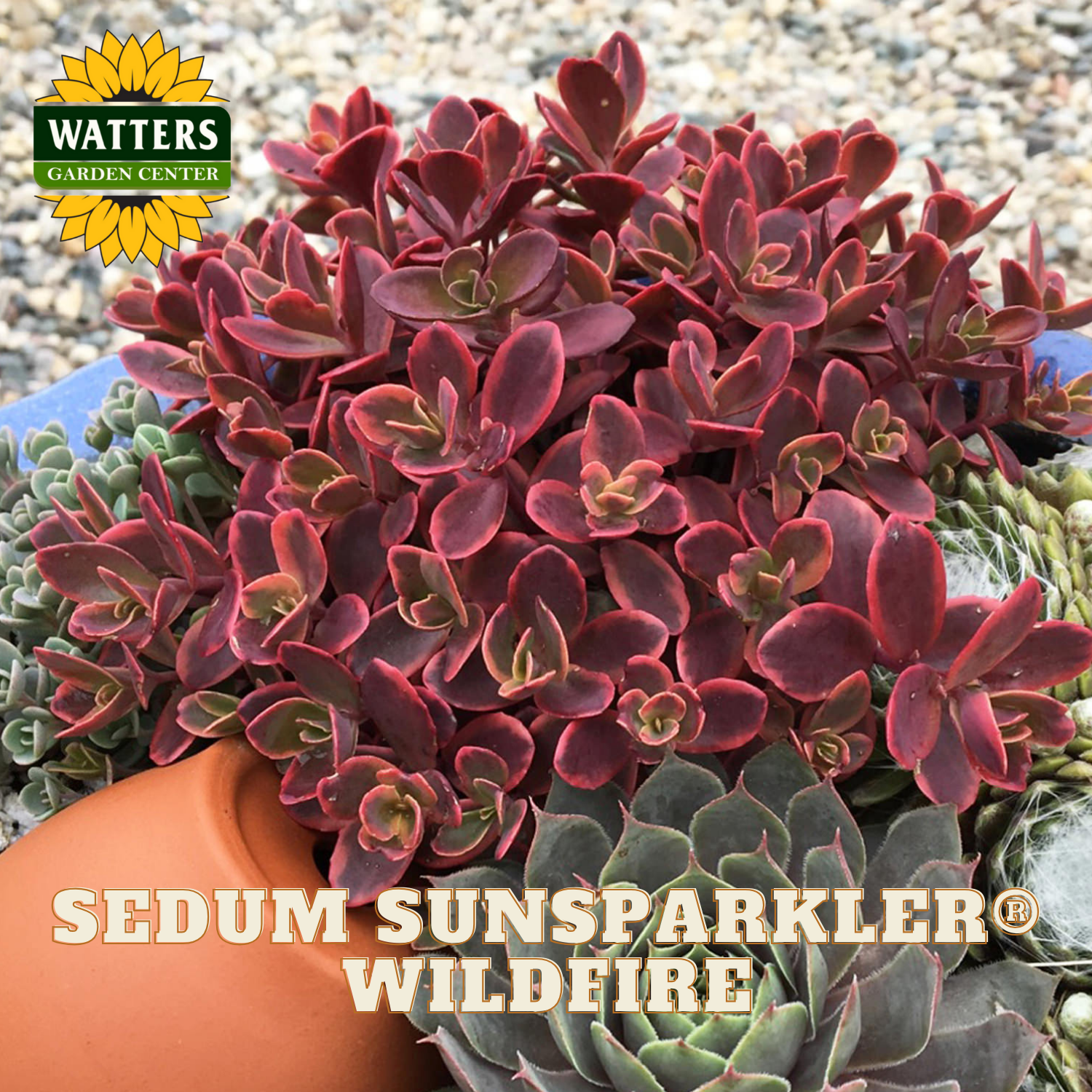 Potted Sedum Sunsparkler Wildfire plant with Watters Garden Center branding.