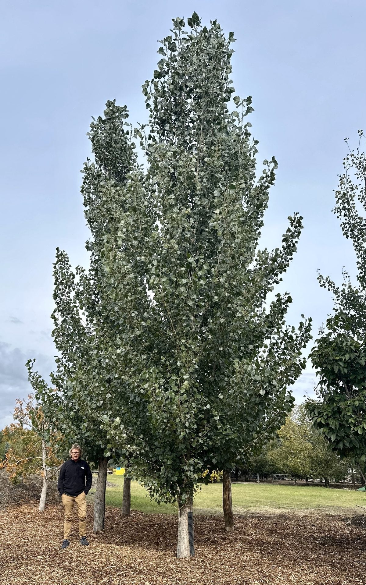 SIOUXLAND COTTONLESS POPLAR 10gal