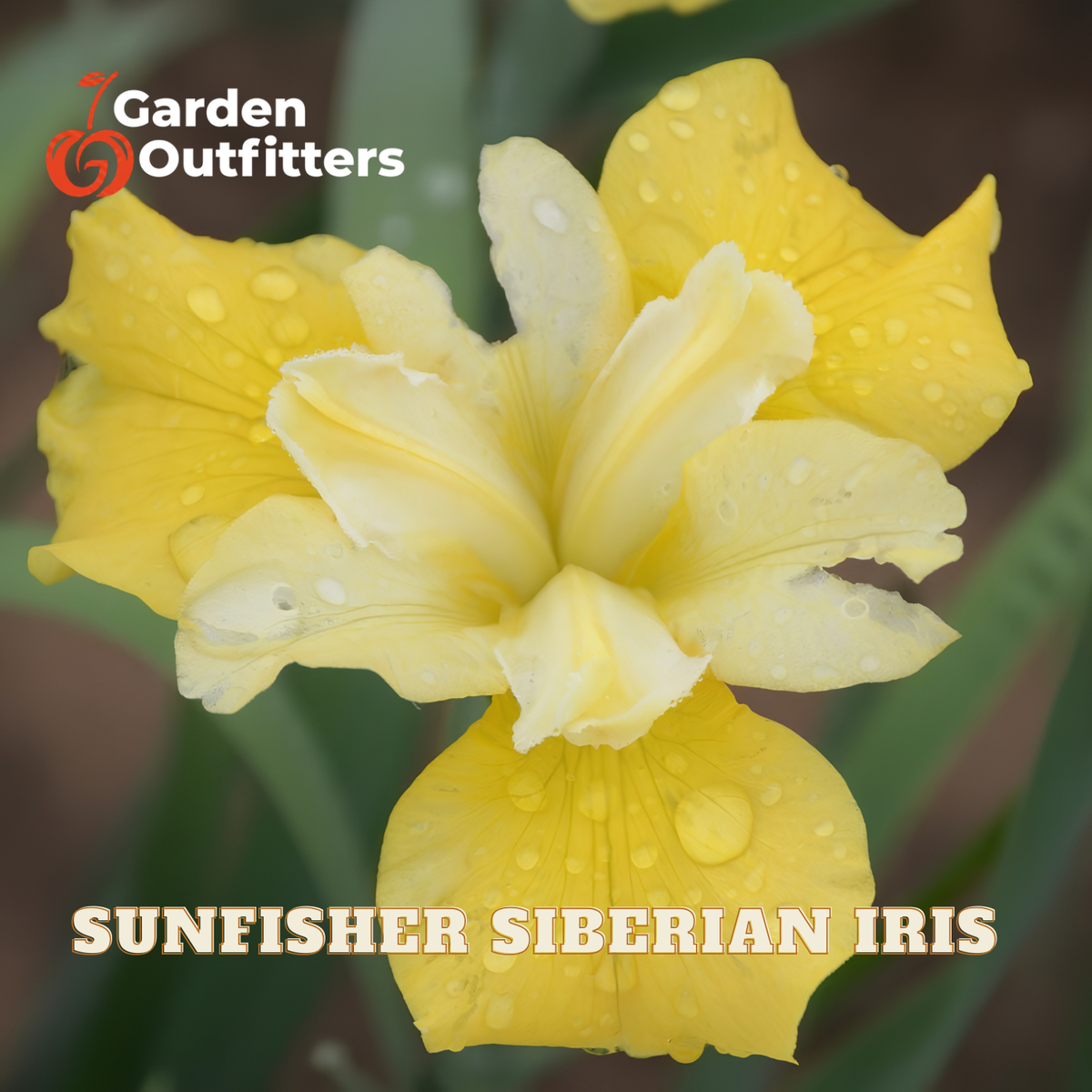 A close-up of a yellow Siberian iris flower with water droplets on its petals, with text reading 'SUNFISHER SIBERIAN IRIS' and a Garden Outfitters logo.