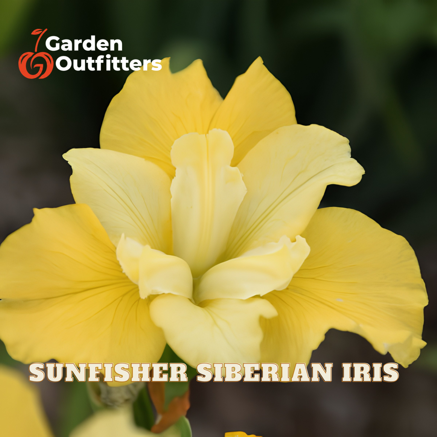 A close-up of a yellow Siberian iris flower with the text 'Garden Outfitters' and 'SUNFISHER SIBERIAN IRIS' on the image. The background is a soft, dark green garden blur.