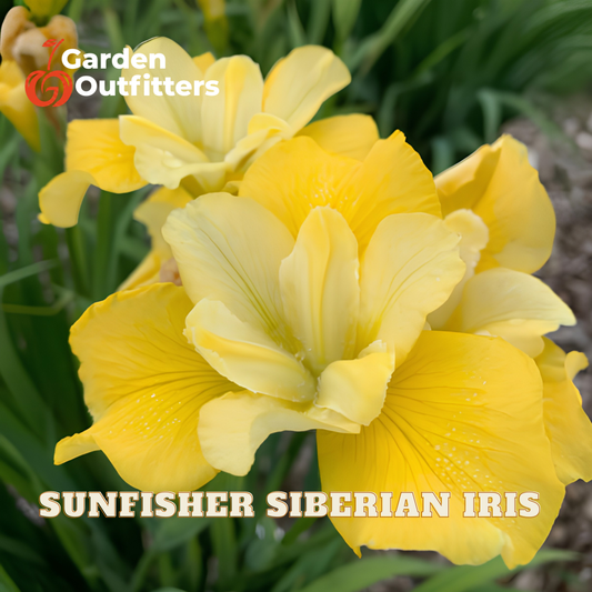 Close-up of bright yellow Siberian iris flowers with green foliage, featuring the Garden Outfitters logo and 'SUNFISHER SIBERIAN IRIS' text overlay.