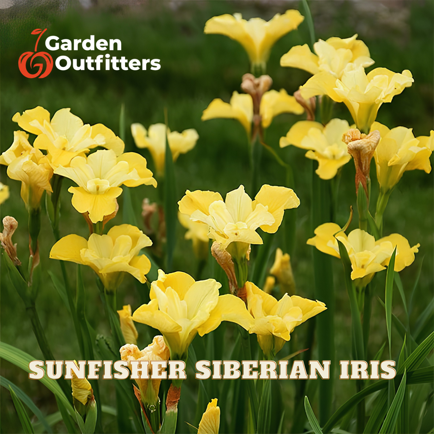Yellow Sunfisher Siberian Iris flowers blooming in a garden setting with green foliage, featuring the Garden Outfitters logo and product name text overlays.