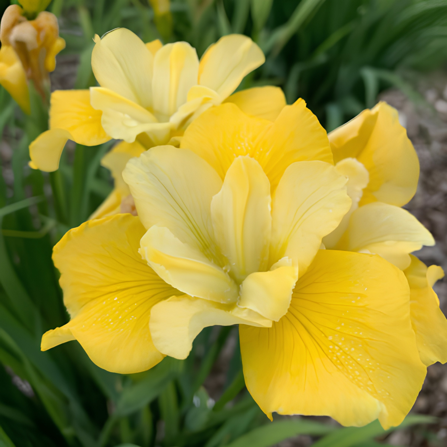 Close-up of bright yellow iris flowers with green leaves in a garden setting.
